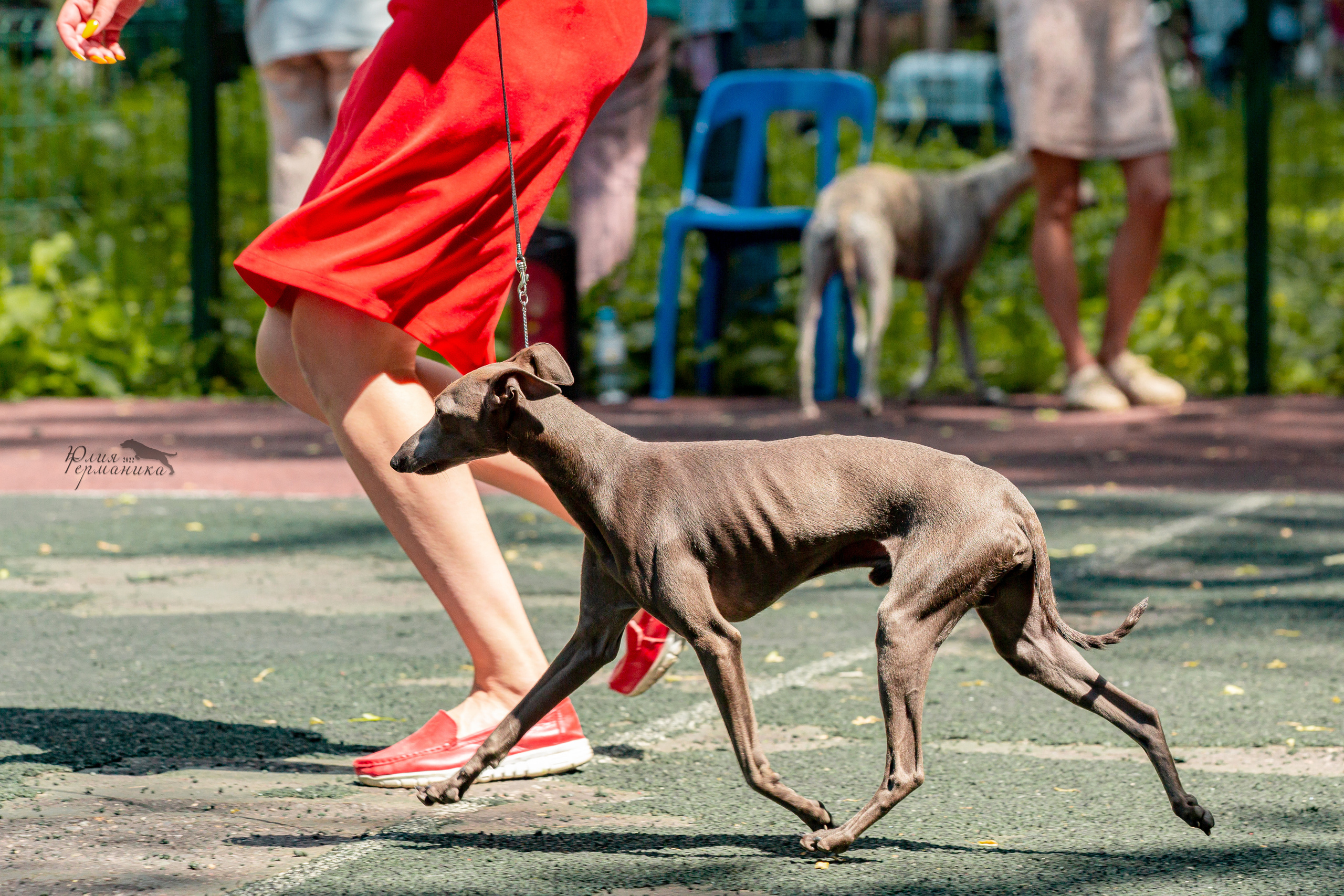 Сергиев Посад 2хСАС 25.06.2022. Фотограф-анималист Юлия Германика