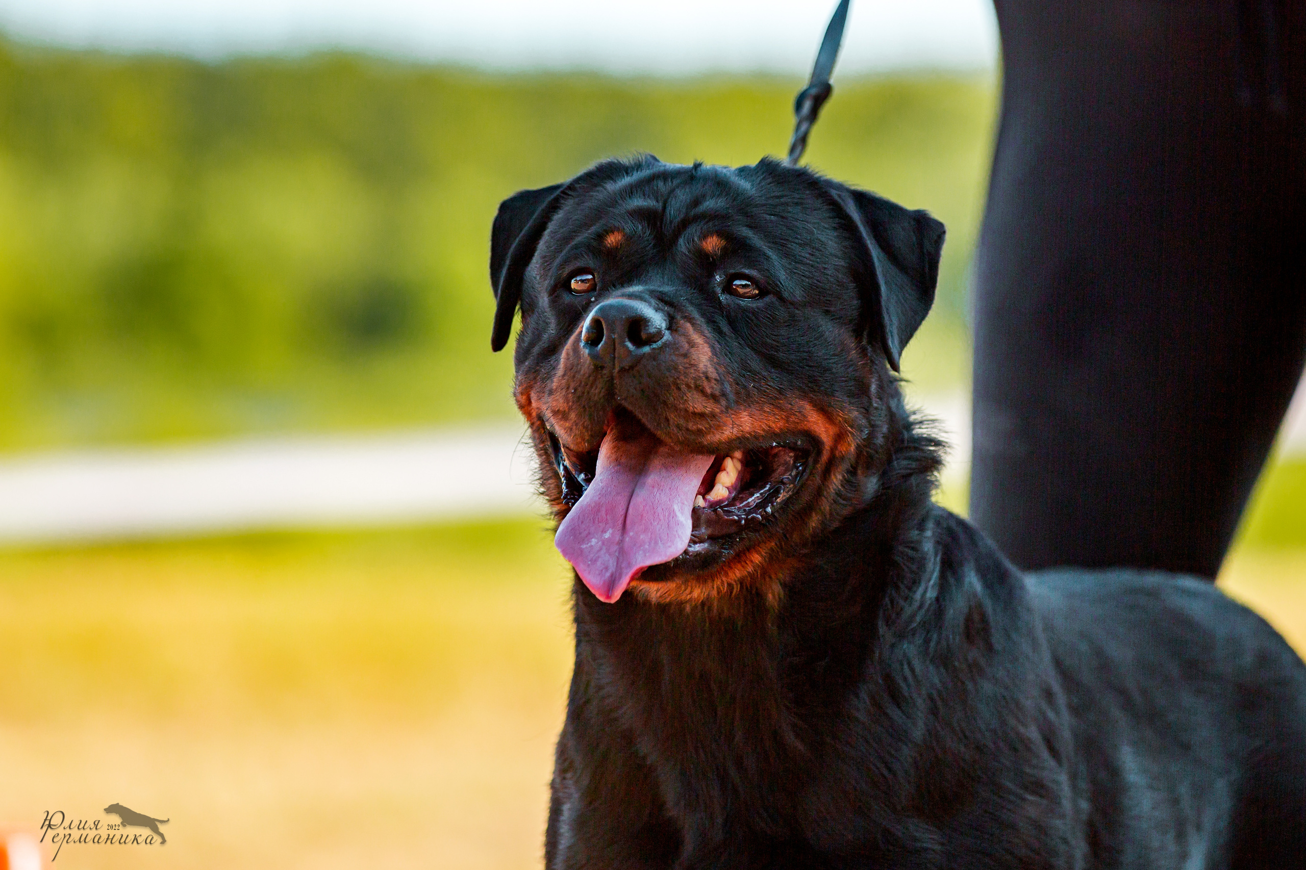 Тверь моно ротвейлеров 2-3.07.2022. Фотограф-анималист Юлия Германика