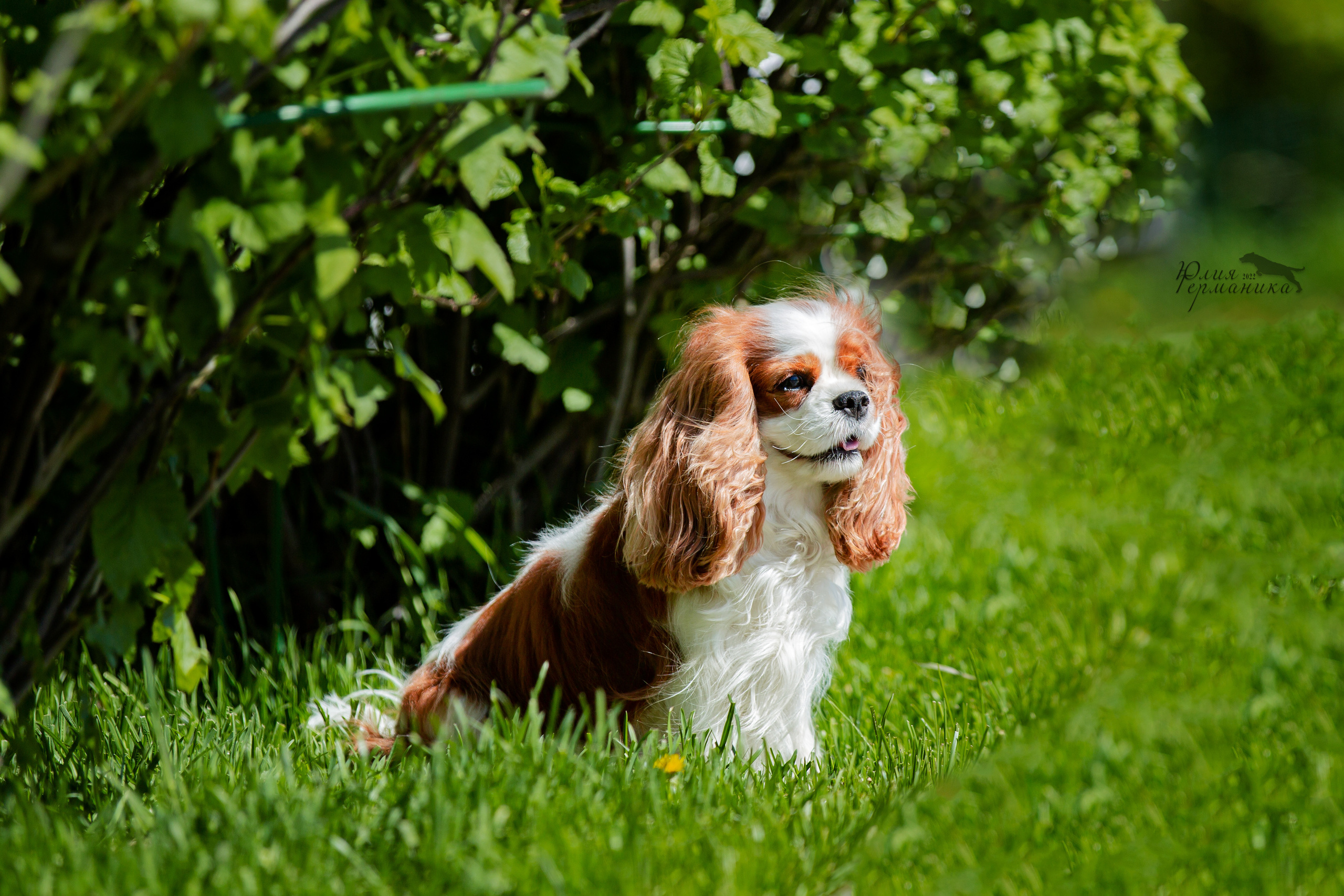 Евразия 21-22 мая 2022. Фотограф-анималист Юлия Германика