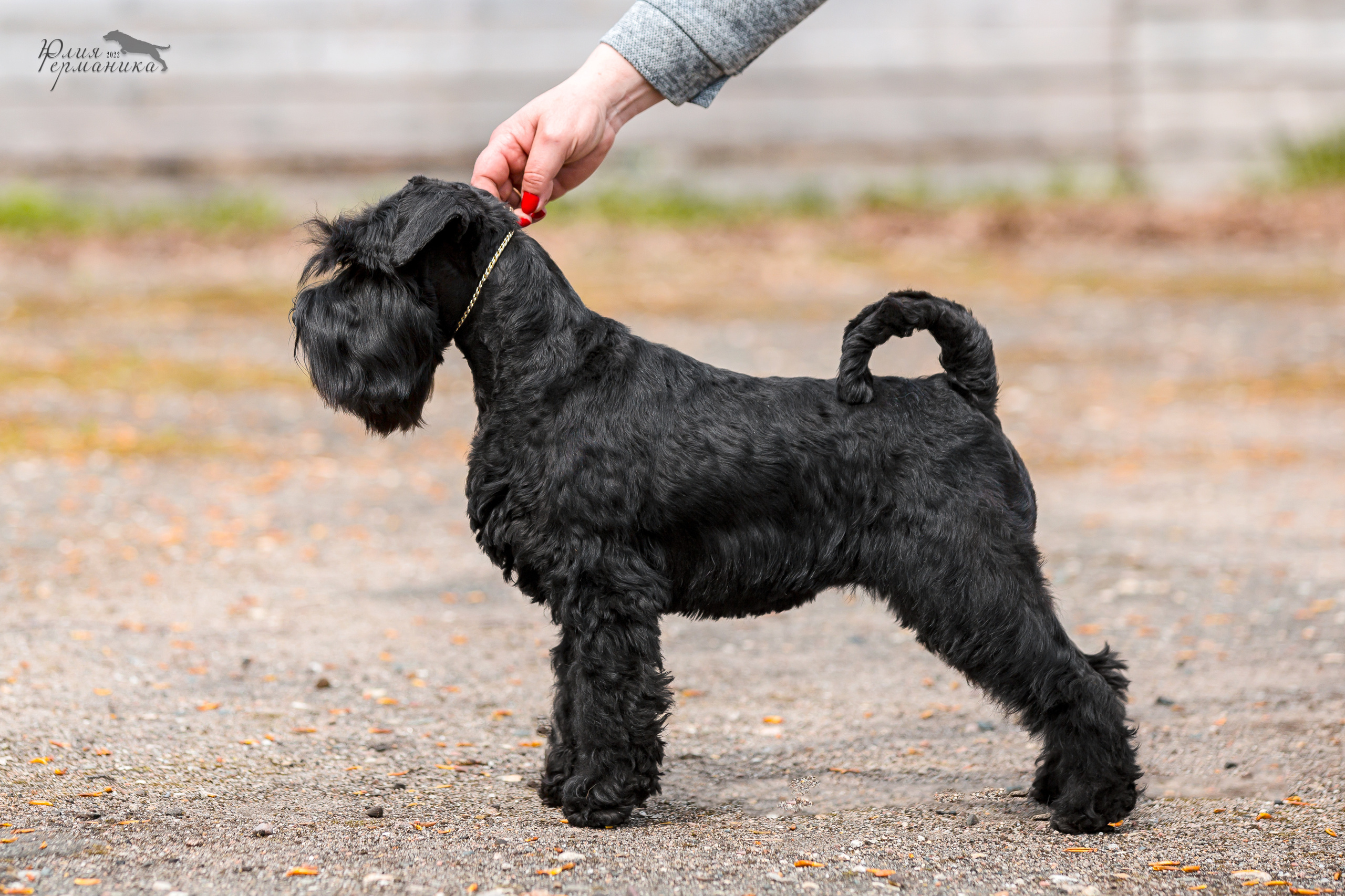 Александров 2хСАС 8 мая 2022. Фотограф-анималист Юлия Германика