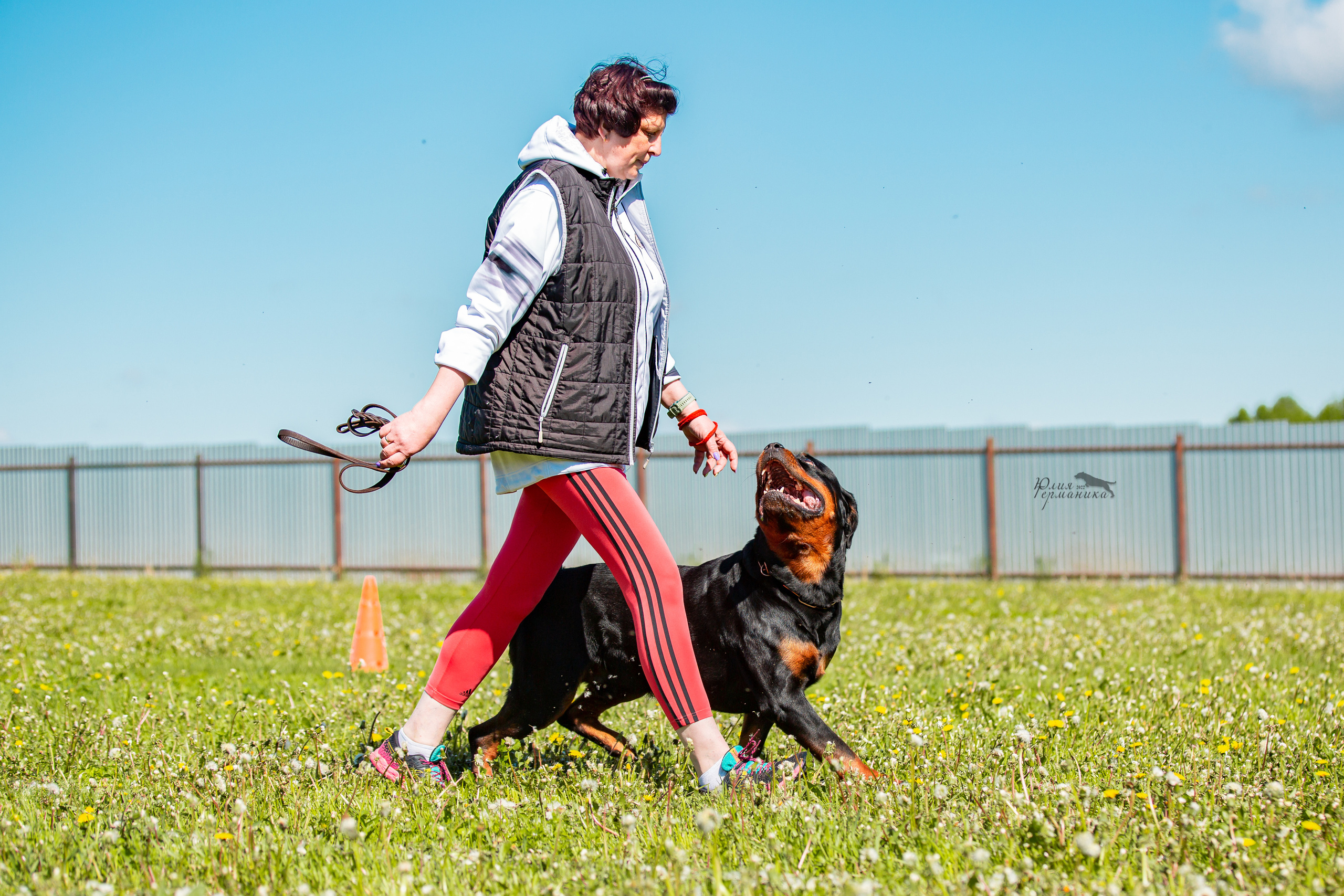 Нижний Новгород моно ротвейлеров 4 июня 2022. Фотограф-анималист Юлия Германика