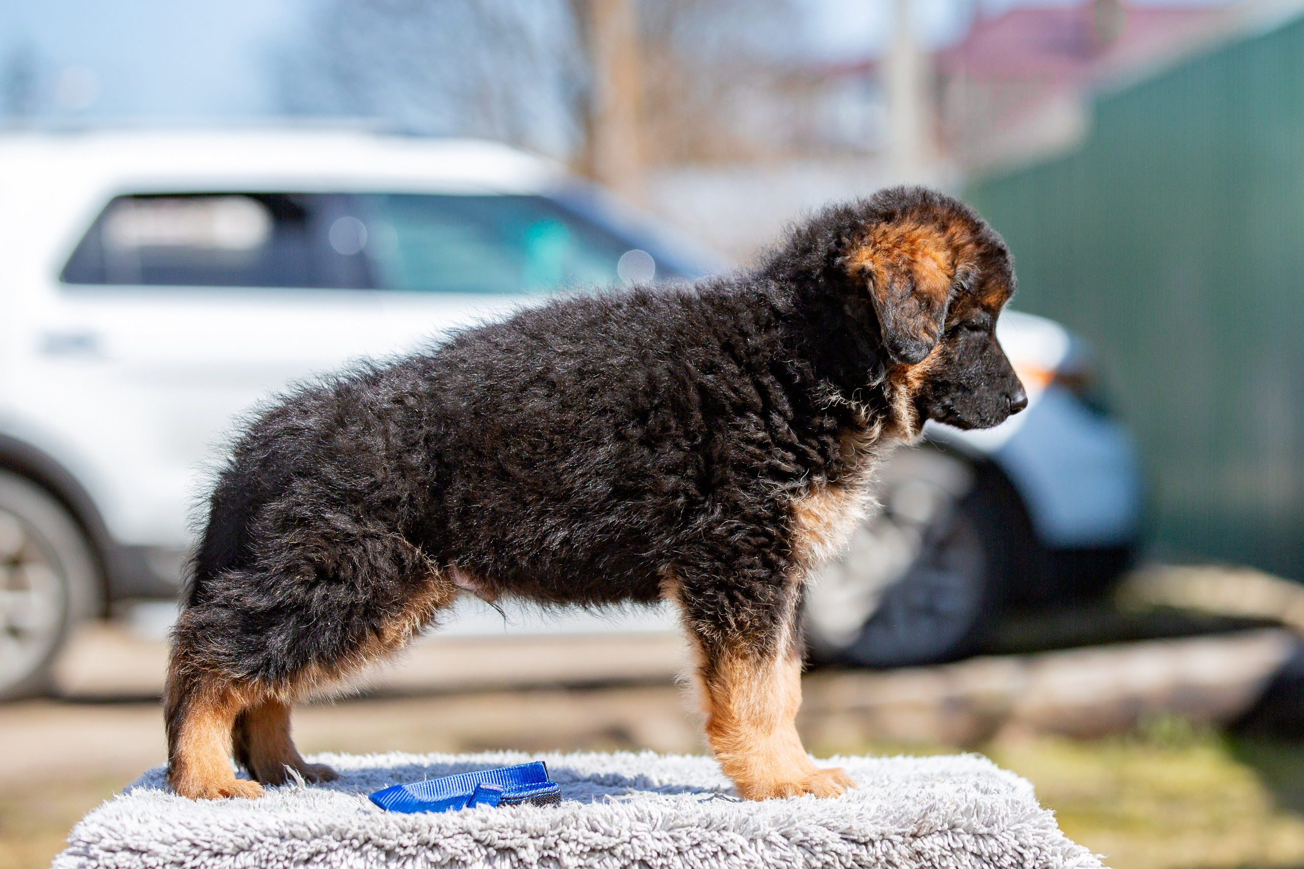 Съёмки щенков и котят. Фотограф-анималист Юлия Германика