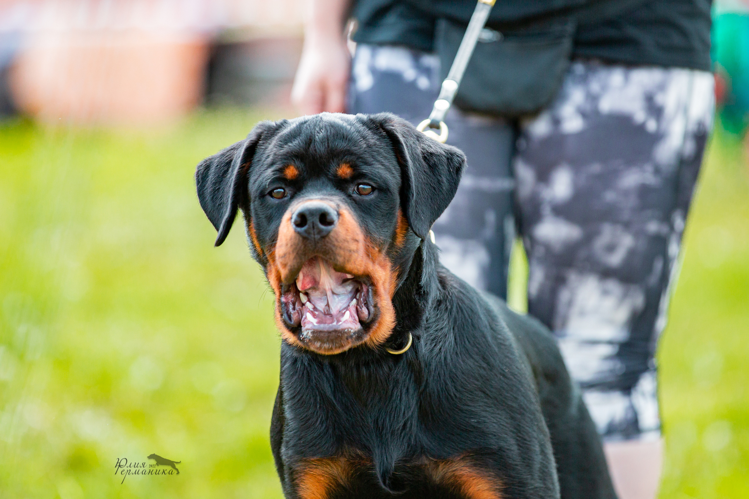 Нижний Новгород моно ротвейлеров 4 июня 2022. Фотограф-анималист Юлия Германика