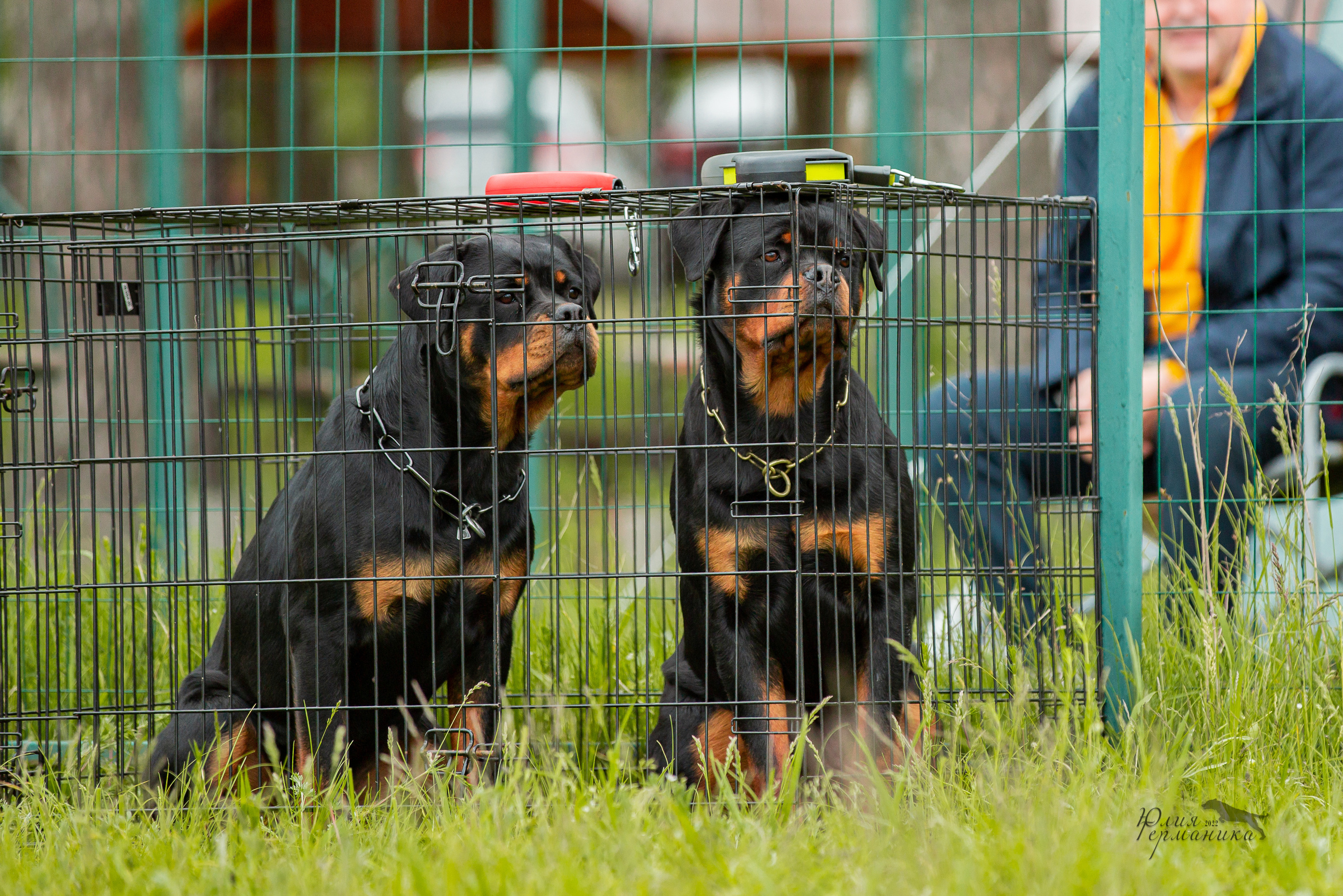 Воронеж моно ротвейлеров 28-29 мая 2022. Фотограф-анималист Юлия Германика