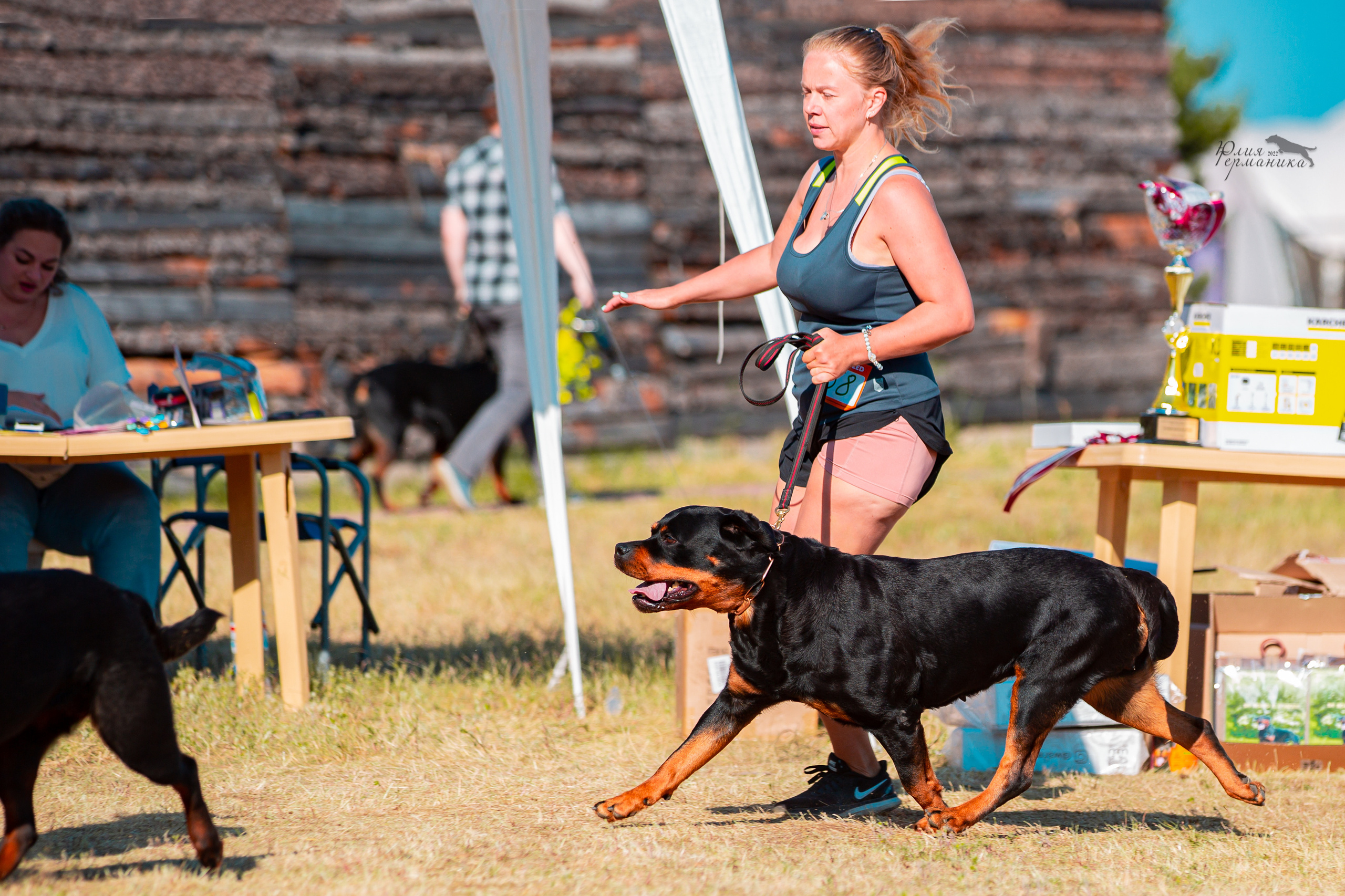 Тверь моно ротвейлеров 2-3.07.2022. Фотограф-анималист Юлия Германика