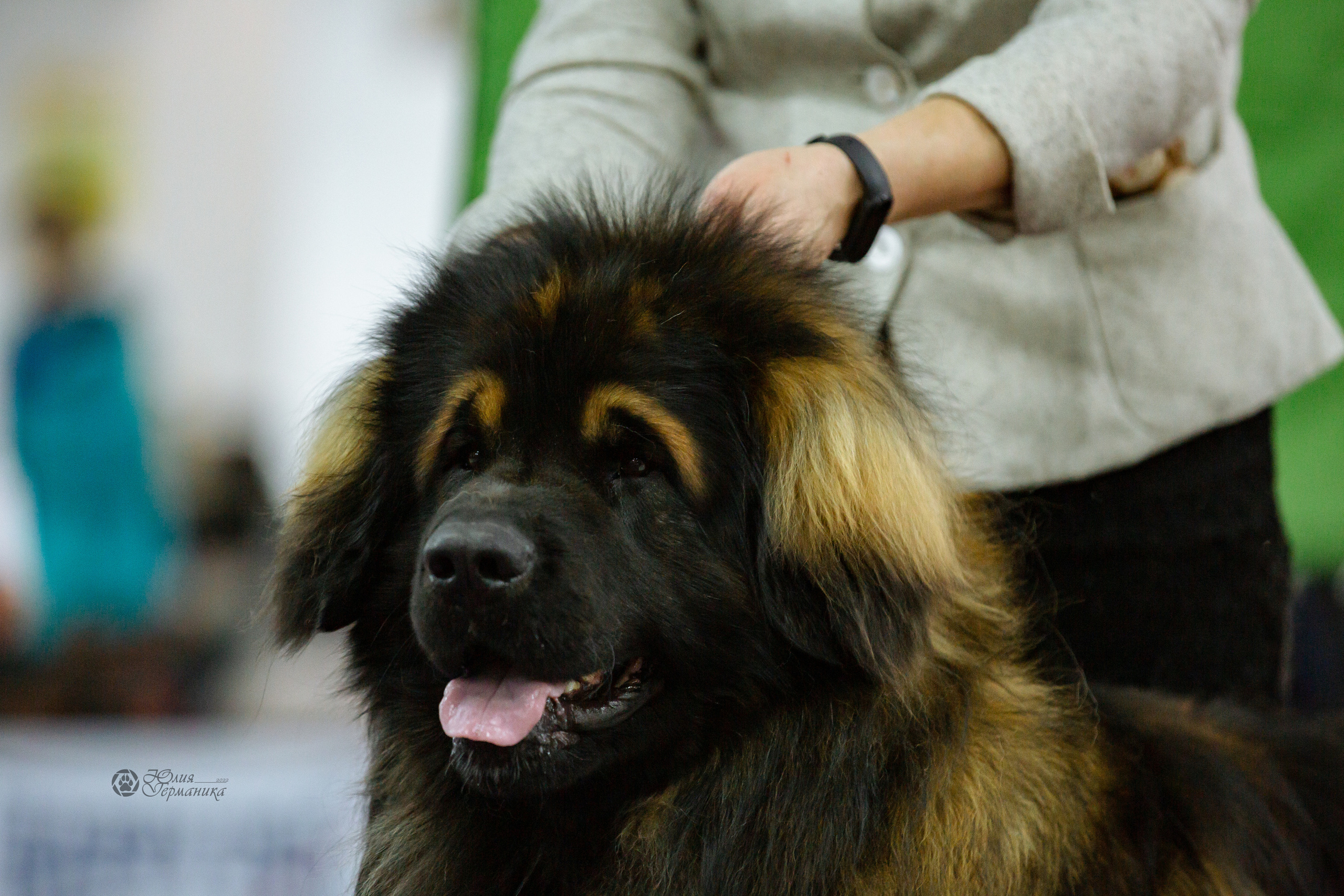 Чайна-Таун 16-17 апреля 2022. Фотограф-анималист Юлия Германика