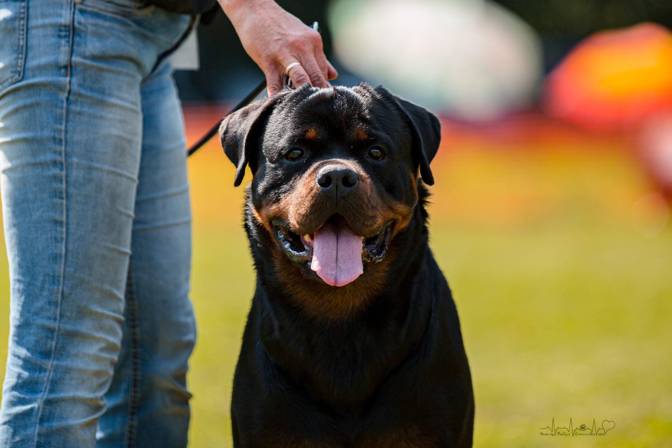 Санкт-Петербург моно ротвейлеров 23.07.2022. Фотограф-анималист Юлия Германика