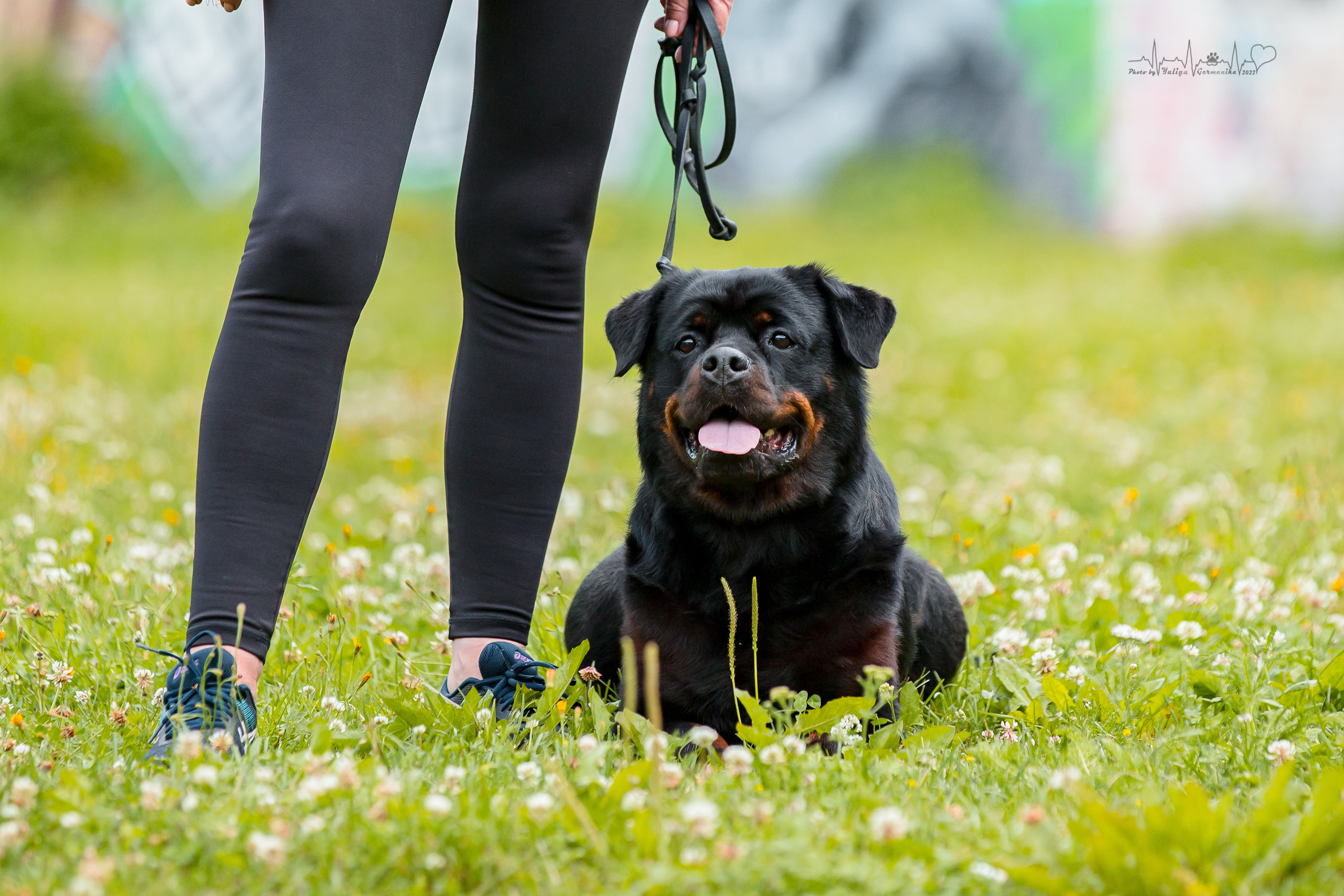 Санкт-Петербург моно ротвейлеров 23.07.2022. Фотограф-анималист Юлия Германика