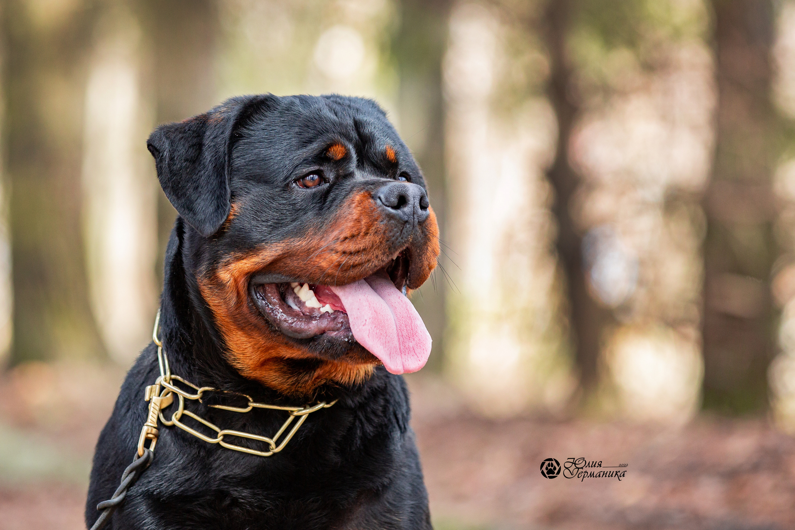 Свободная съемка. Фотограф-анималист Юлия Германика