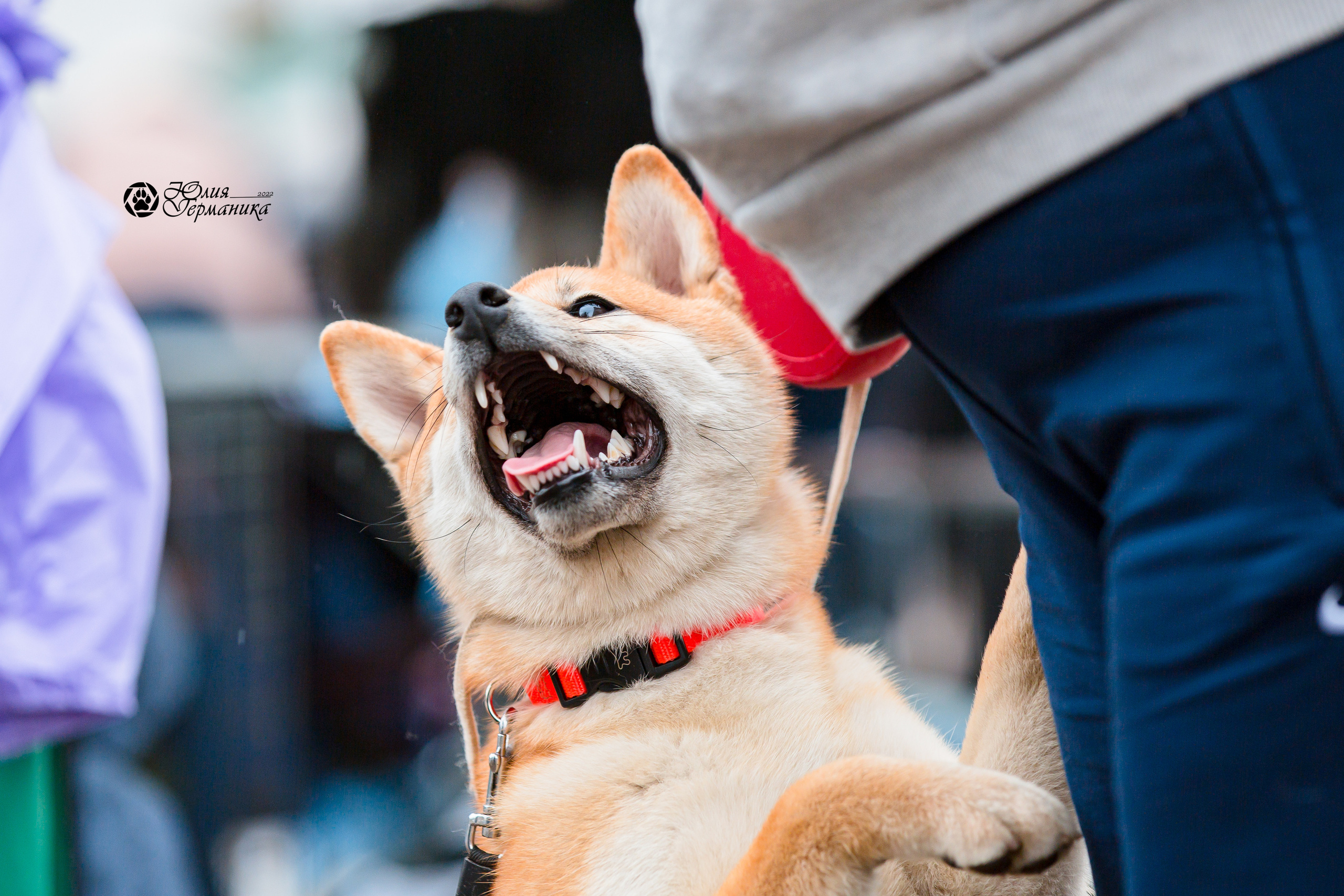 Александров 2хСАС 8 мая 2022. Фотограф-анималист Юлия Германика