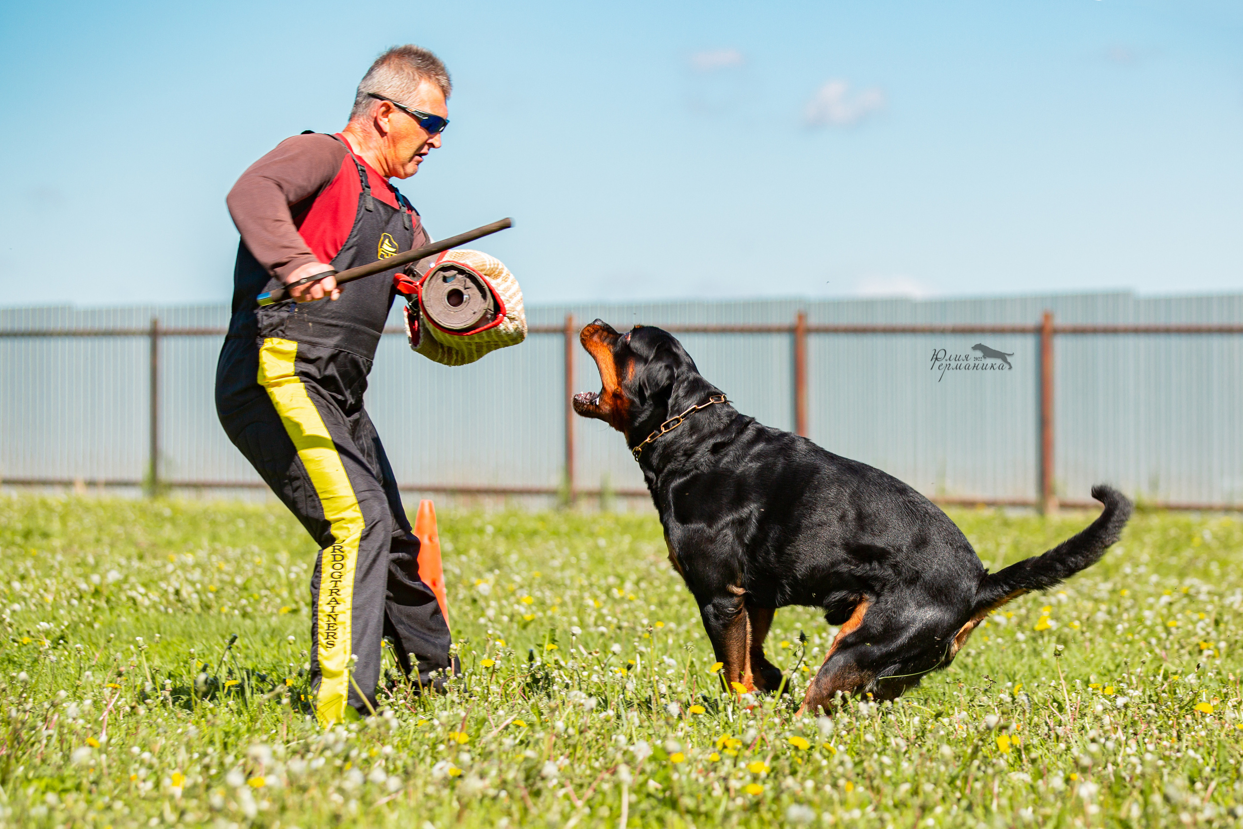 Нижний Новгород моно ротвейлеров 4 июня 2022. Фотограф-анималист Юлия Германика
