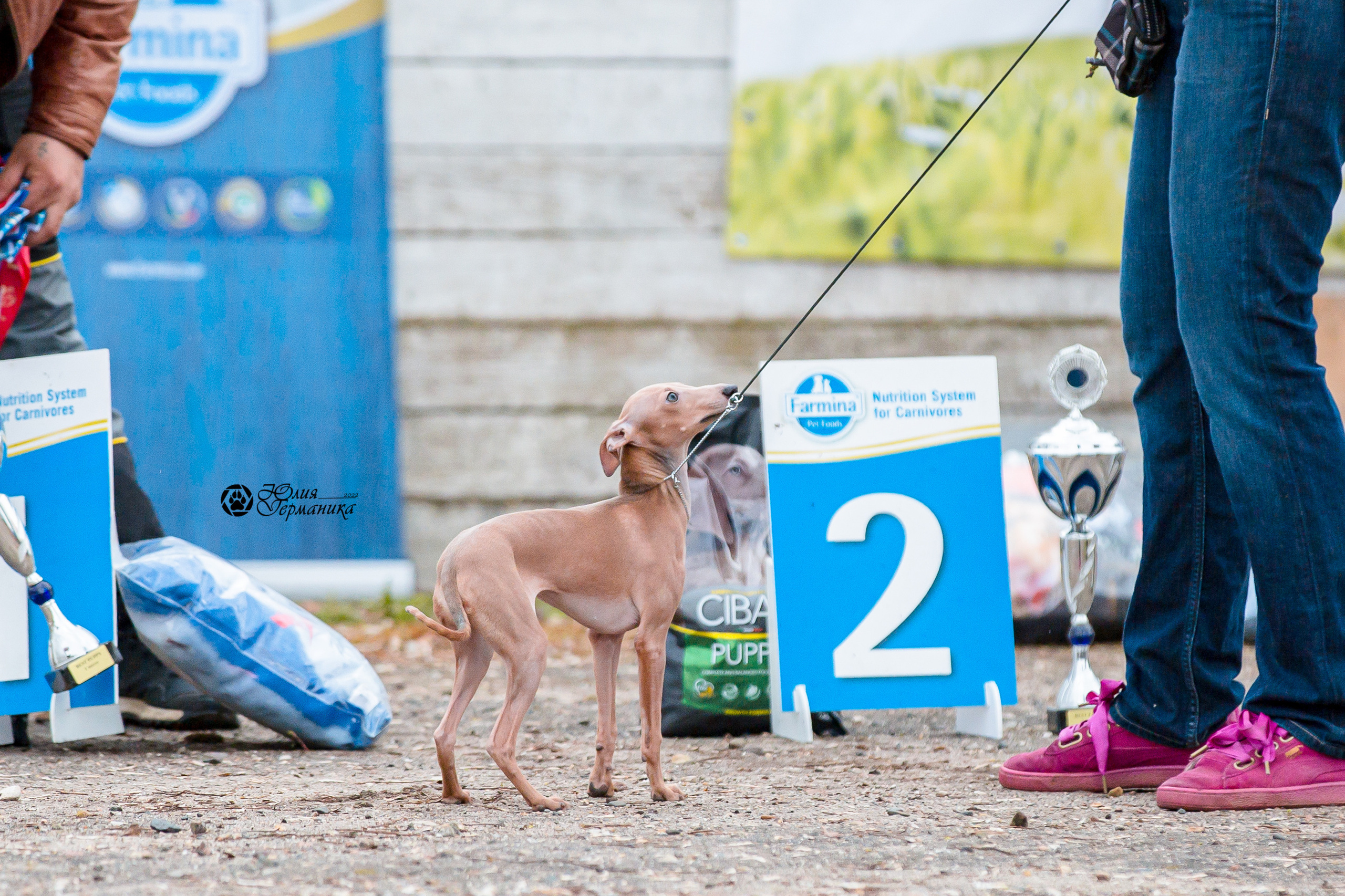 Александров 2хСАС 8 мая 2022. Фотограф-анималист Юлия Германика