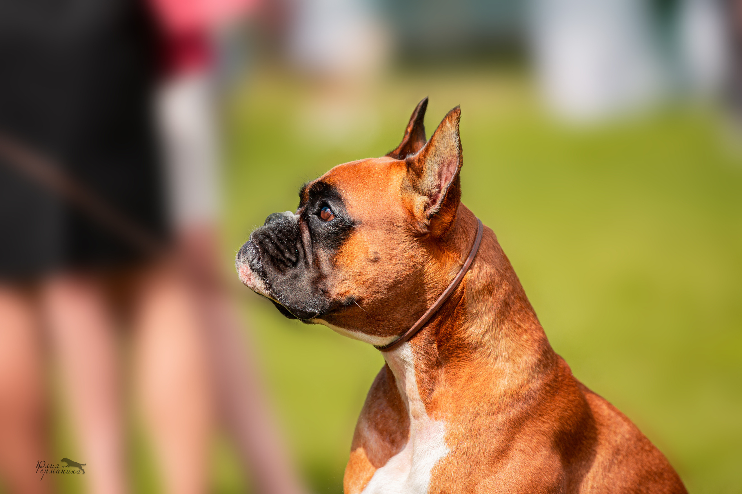 Смоленск 12.06,   Ховрино 13.06,    Питер 18.06 2022. Фотограф-анималист Юлия Германика