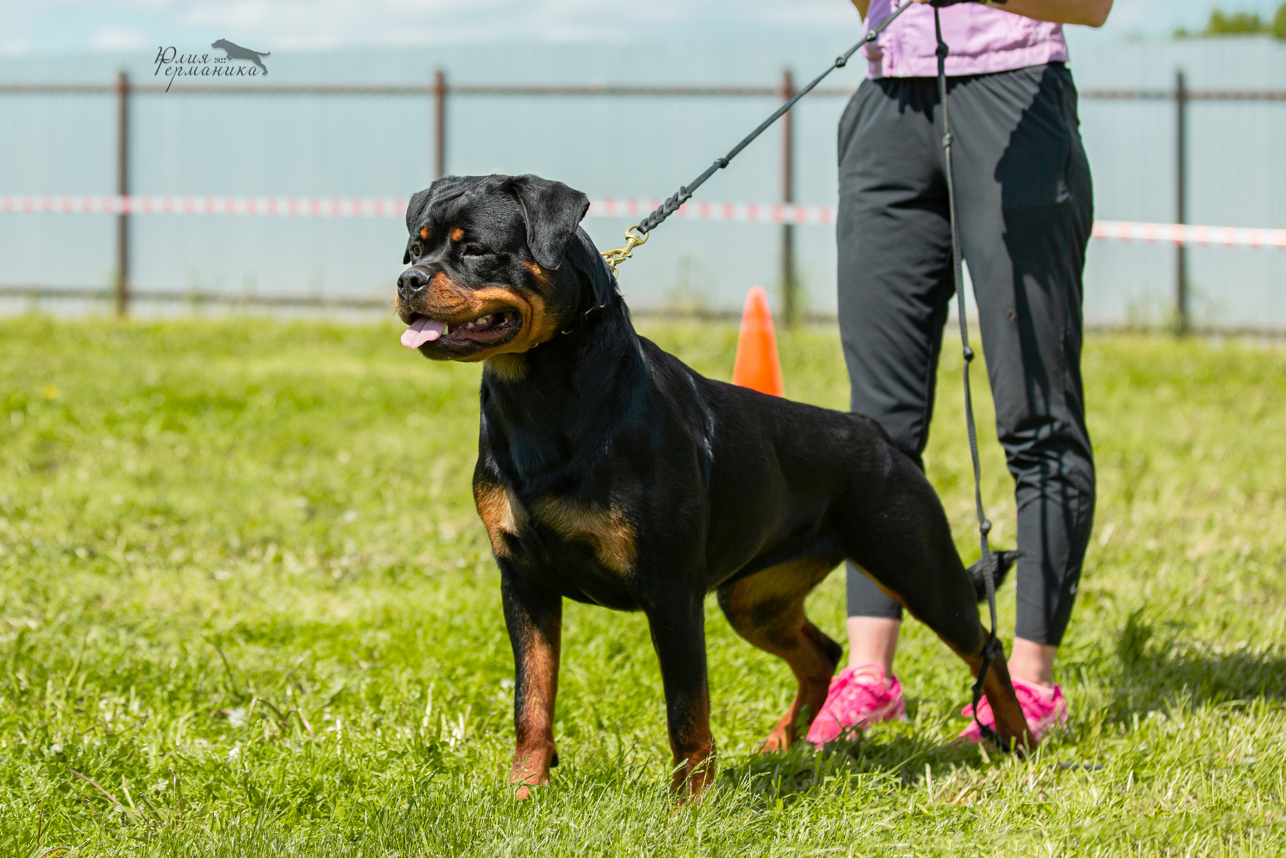 Нижний Новгород моно ротвейлеров 4 июня 2022. Фотограф-анималист Юлия Германика