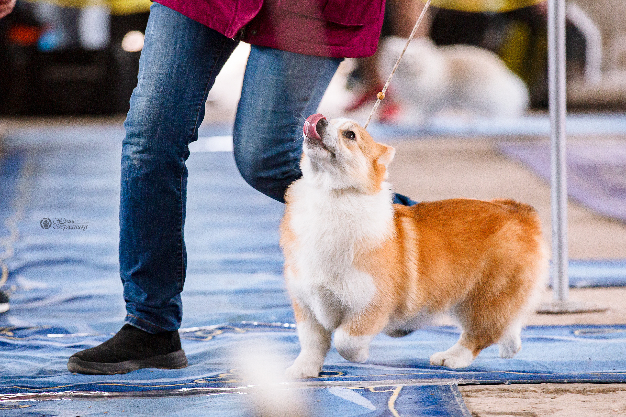 Сергиев Посад 23.04.2022. Фотограф-анималист Юлия Германика