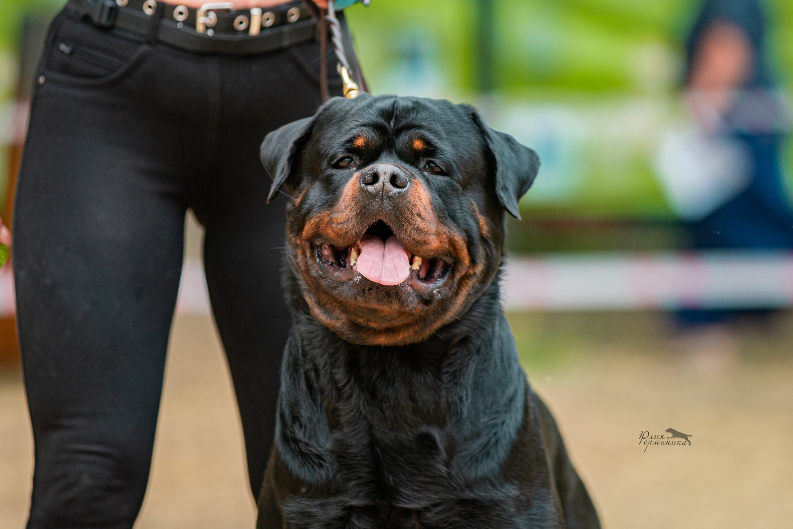 Смоленск 12.06,   Ховрино 13.06,    Питер 18.06 2022. Фотограф-анималист Юлия Германика