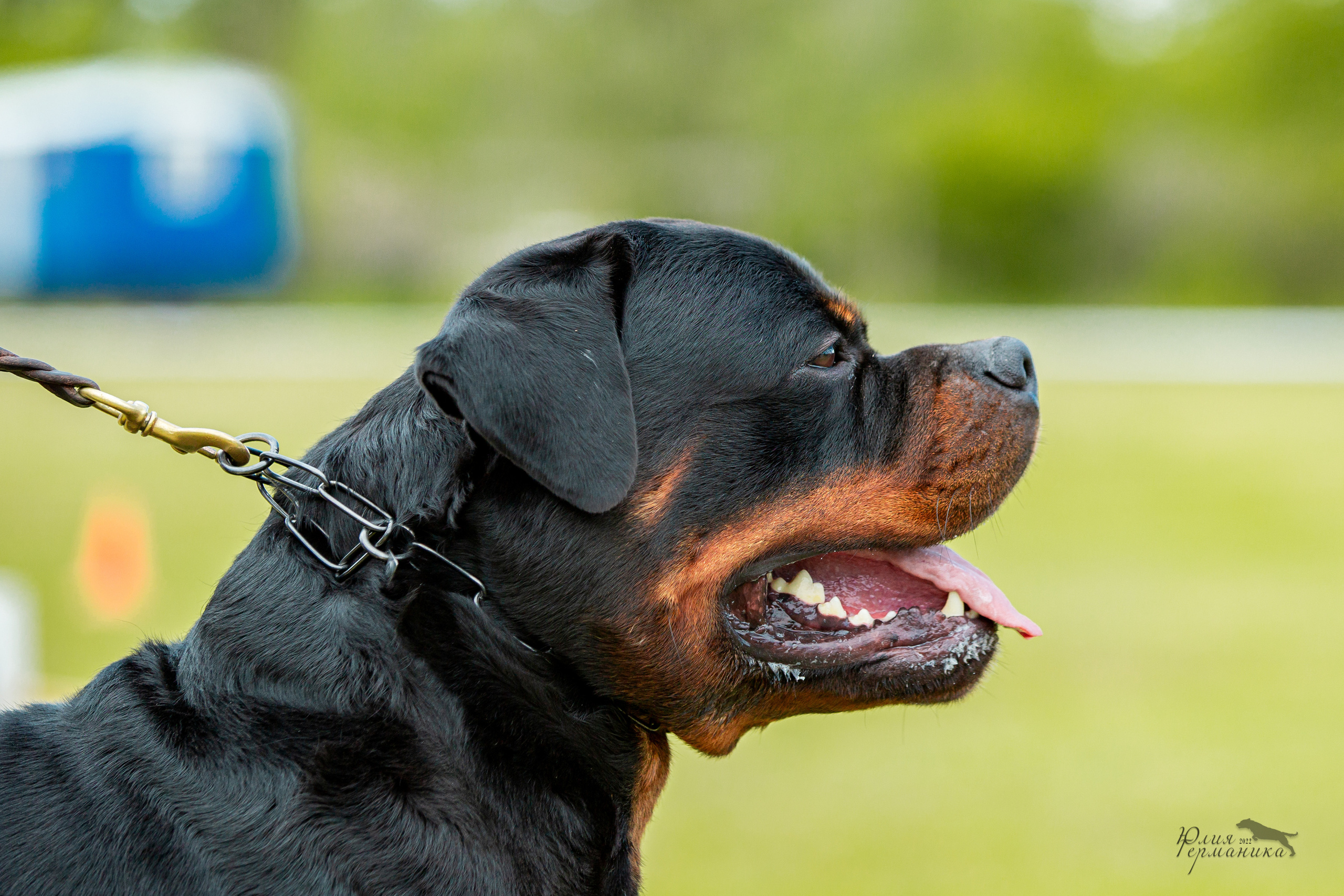 Воронеж моно ротвейлеров 28-29 мая 2022. Фотограф-анималист Юлия Германика