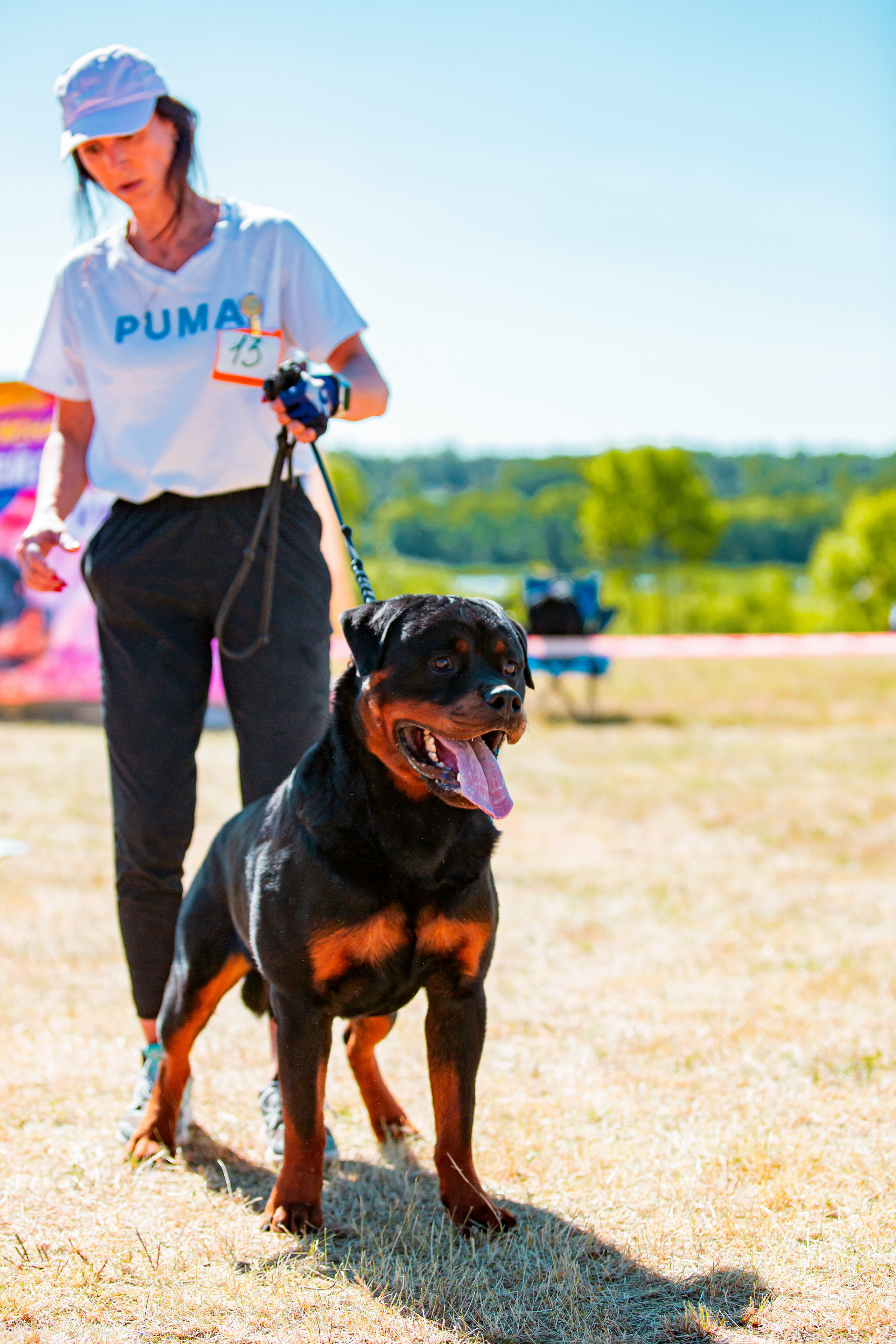 Тверь моно ротвейлеров 2-3.07.2022. Фотограф-анималист Юлия Германика