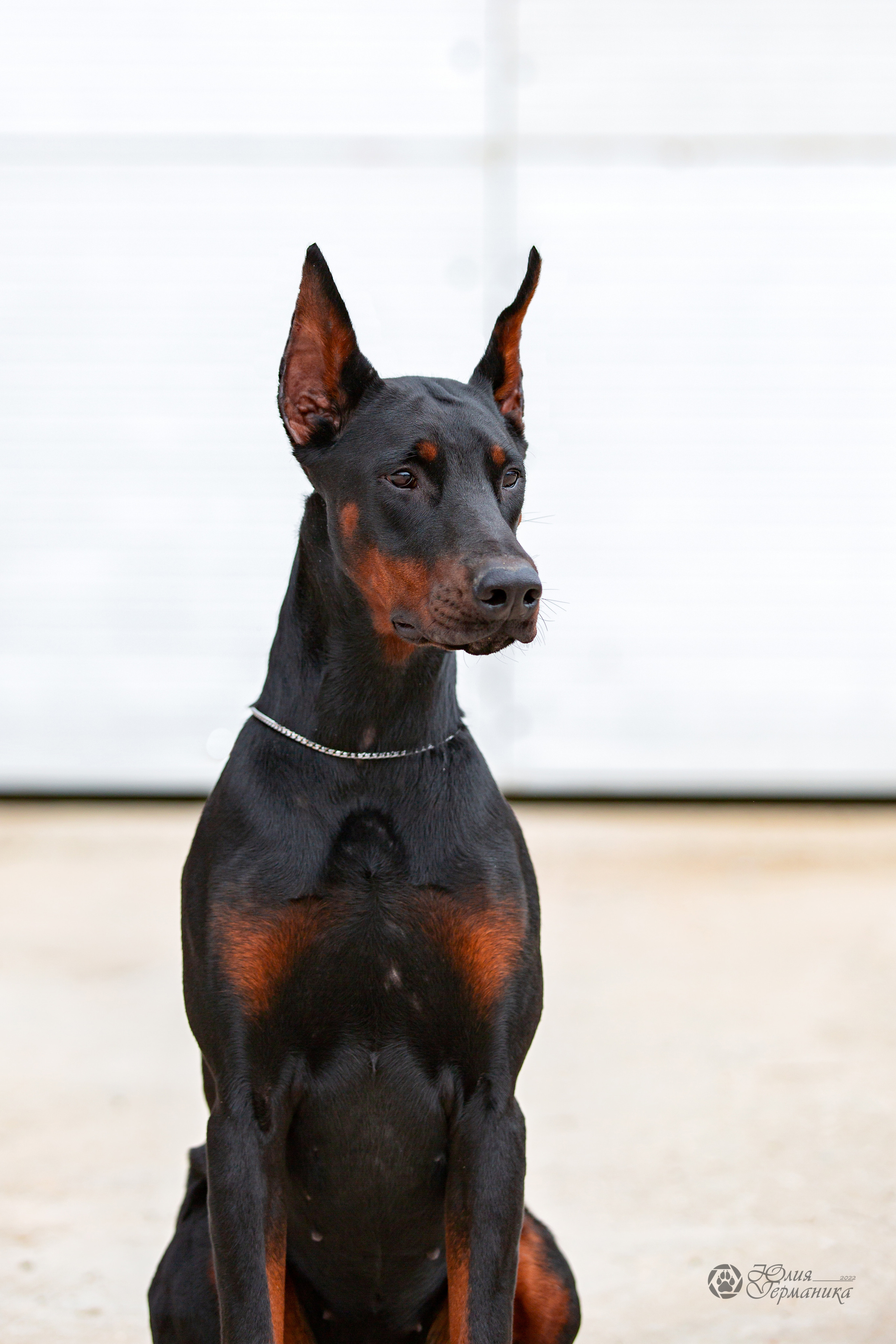 Сергиев Посад 23.04.2022. Фотограф-анималист Юлия Германика