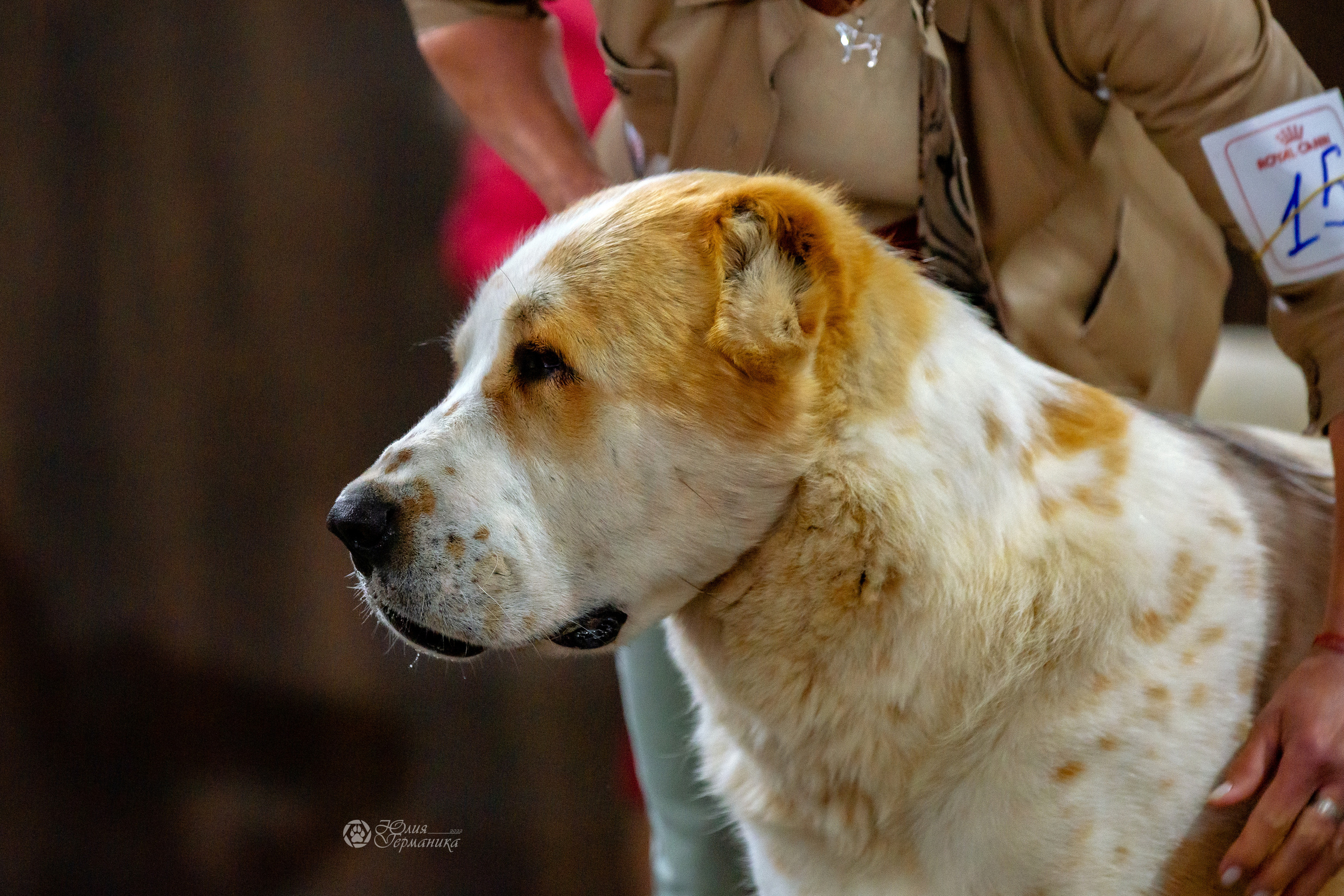 Националка САО+КЧК 24 апреля 2022. Фотограф-анималист Юлия Германика