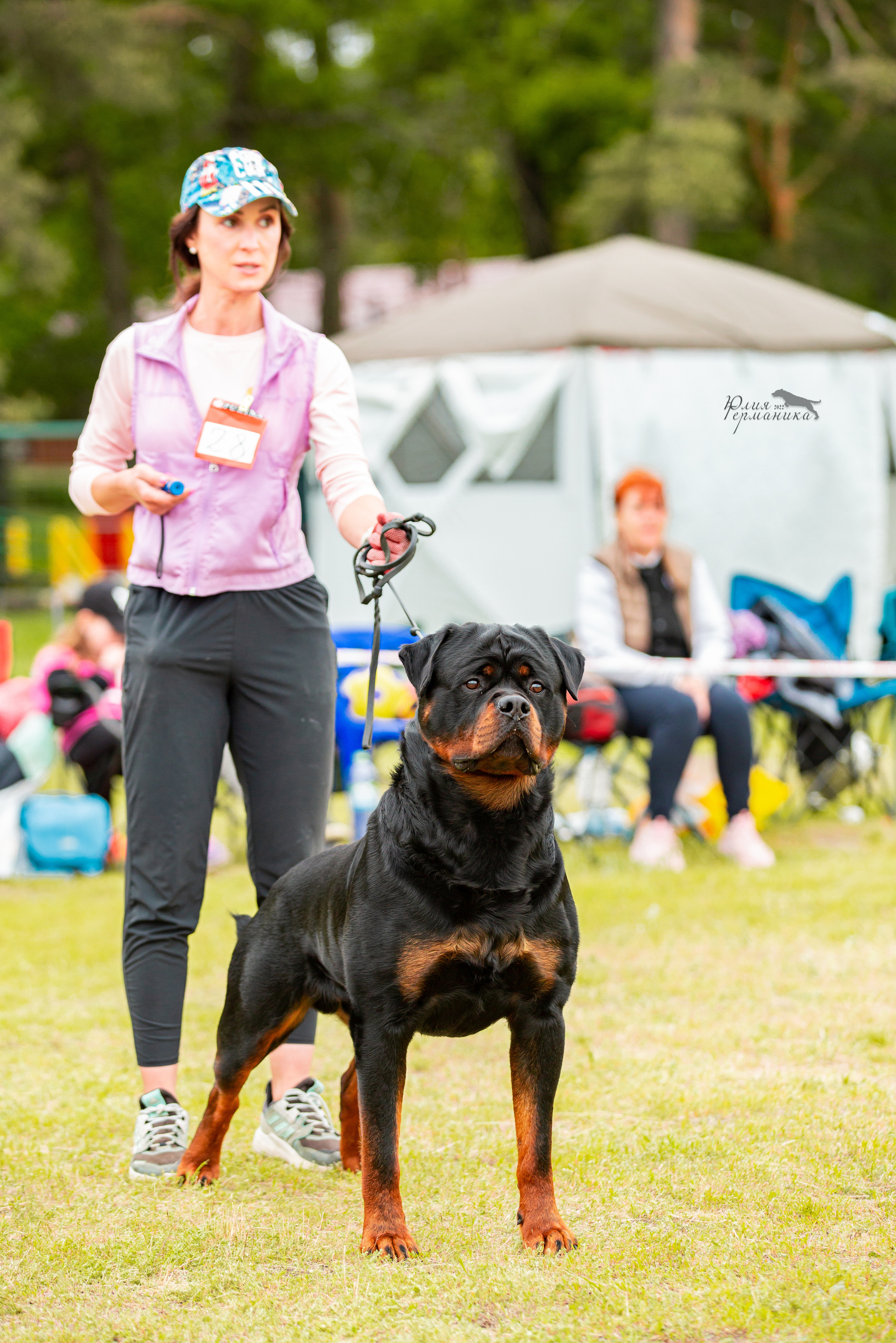 Воронеж моно ротвейлеров 28-29 мая 2022. Фотограф-анималист Юлия Германика