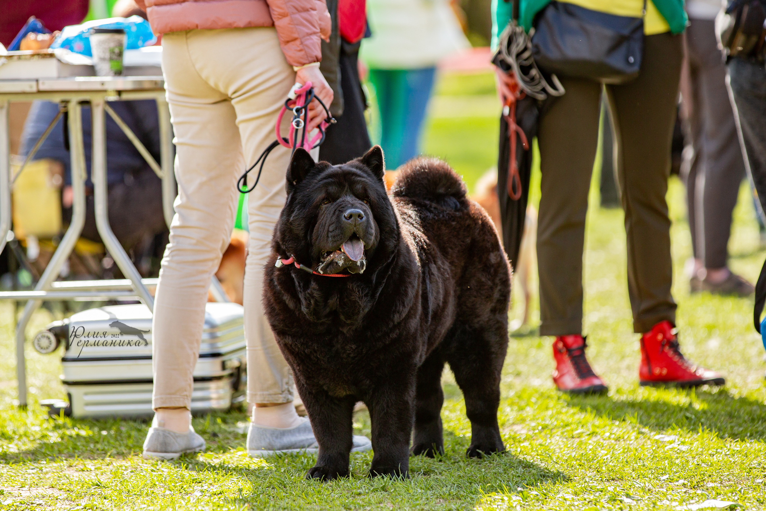 Пушкино 2хЧРКФ 14 мая 2022. Фотограф-анималист Юлия Германика
