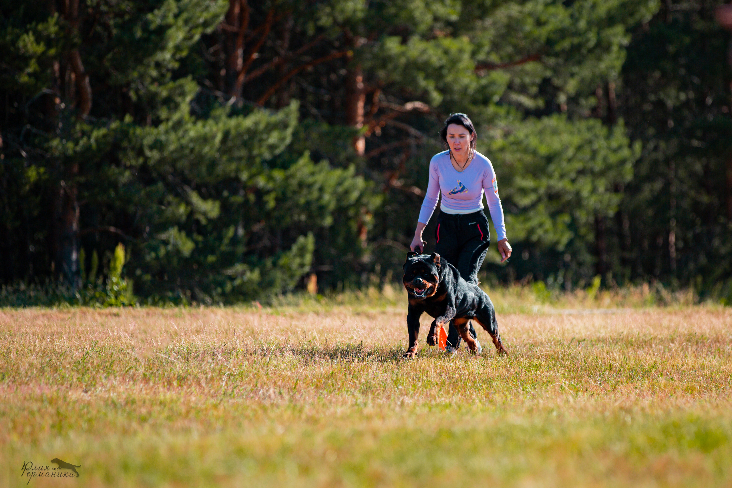 Тверь моно ротвейлеров 2-3.07.2022. Фотограф-анималист Юлия Германика