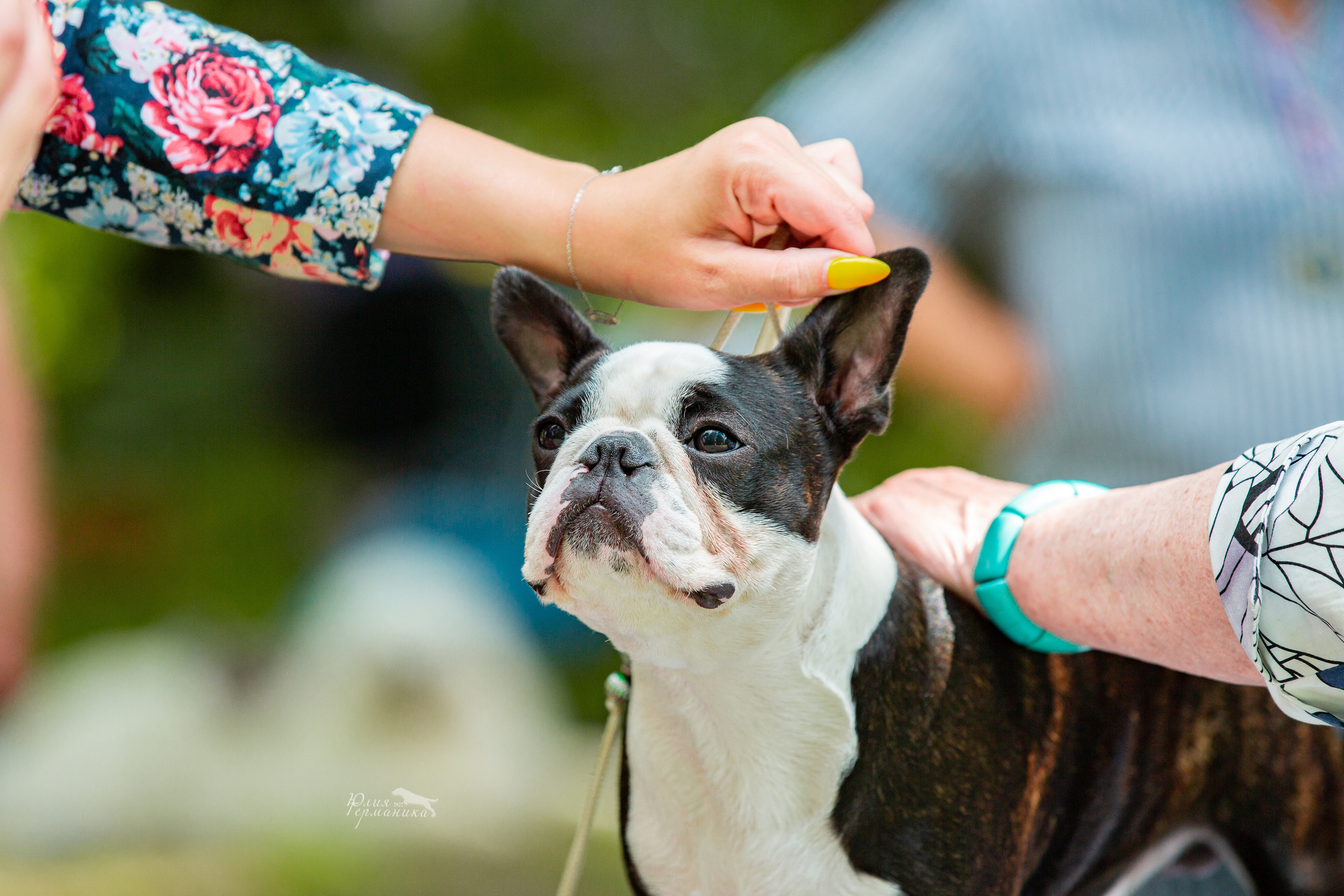 Сергиев Посад 2хСАС 25.06.2022. Фотограф-анималист Юлия Германика