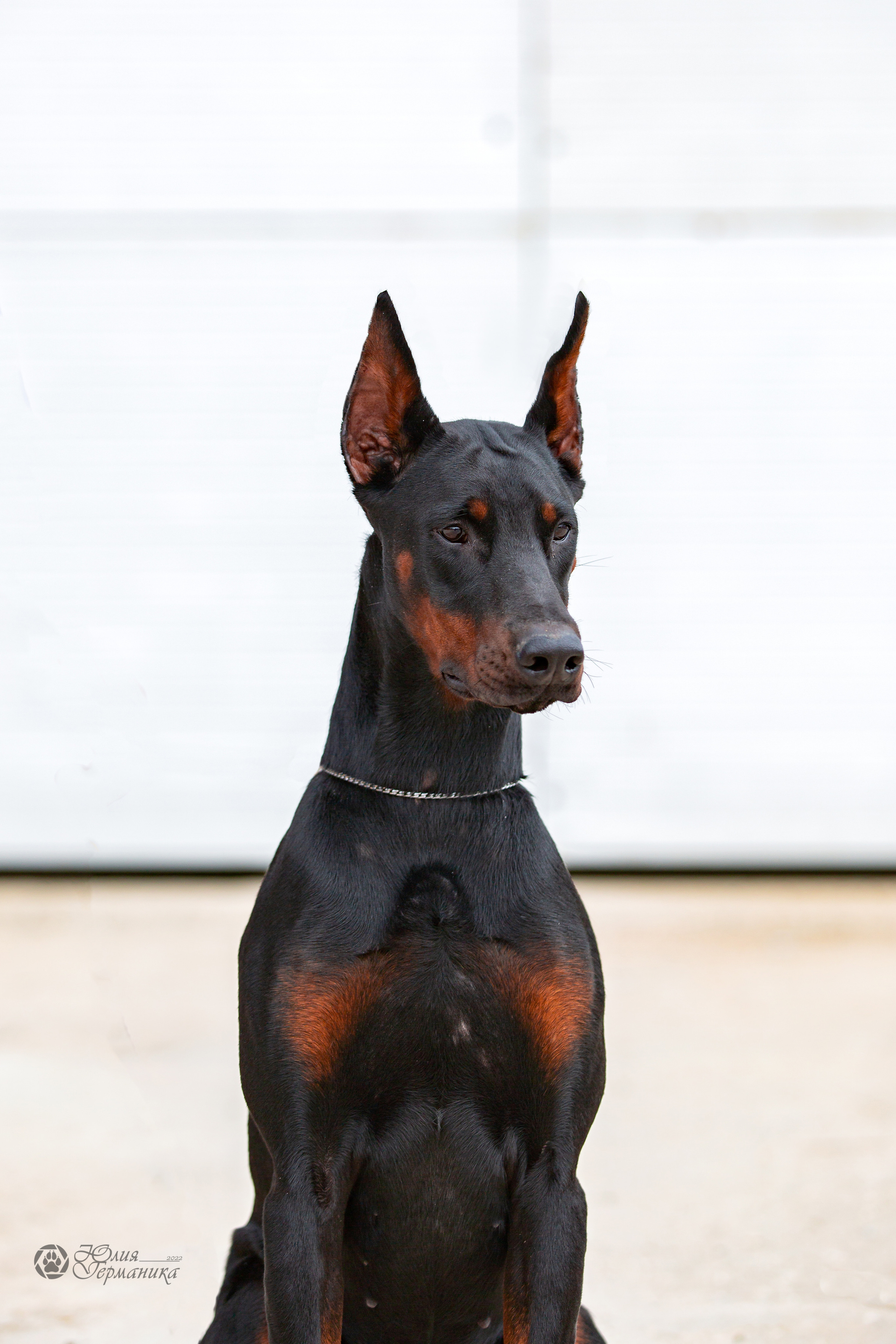 Сергиев Посад 23.04.2022. Фотограф-анималист Юлия Германика