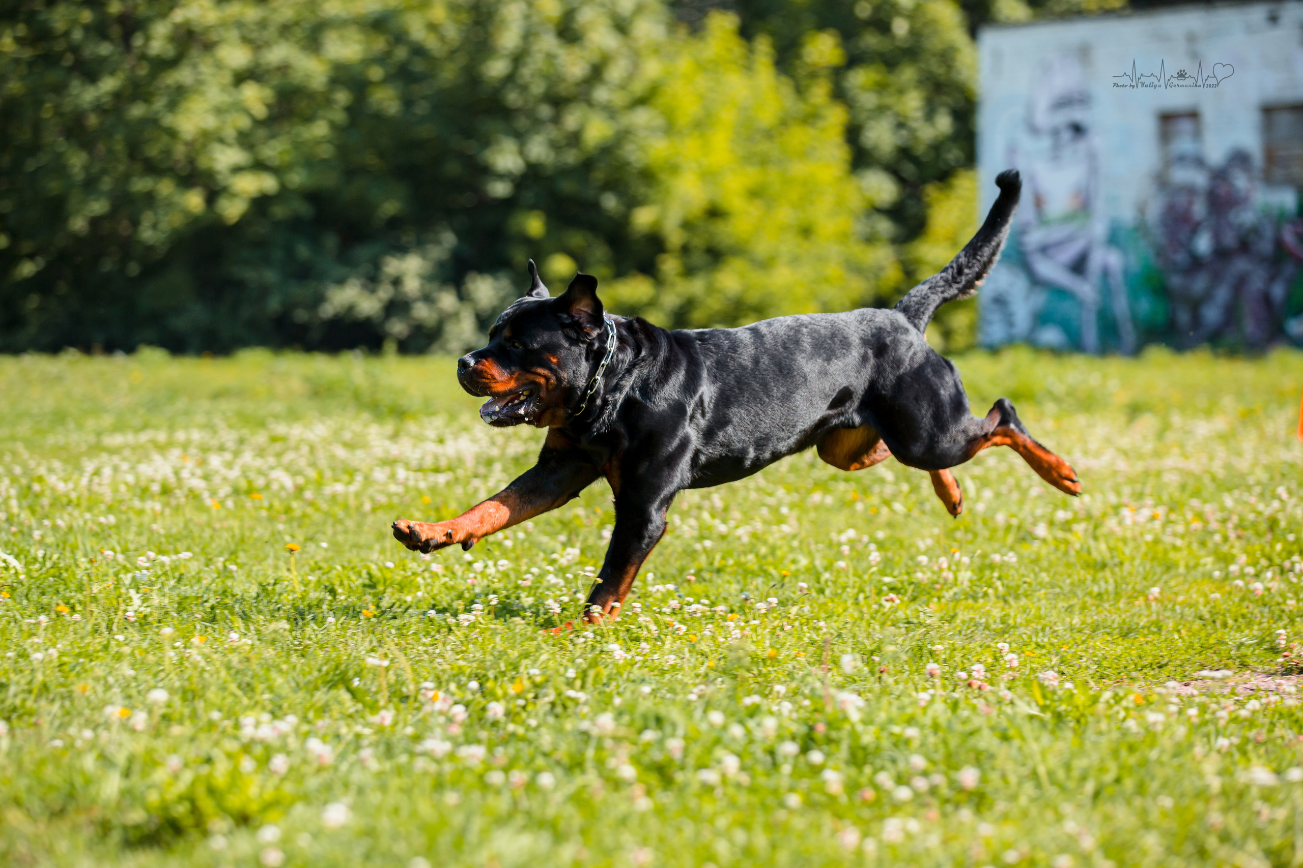 Санкт-Петербург моно ротвейлеров 23.07.2022. Фотограф-анималист Юлия Германика