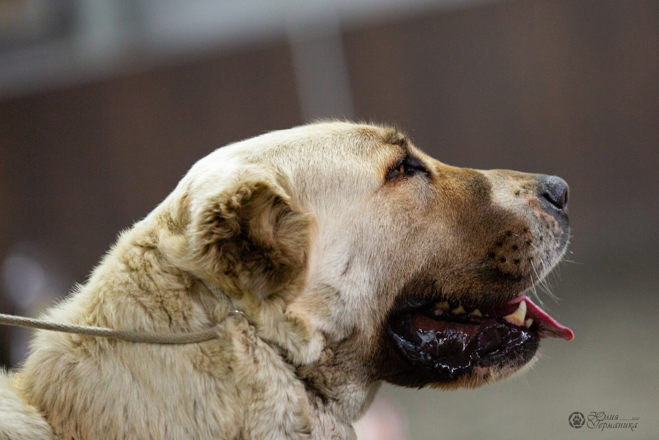 Националка САО+КЧК 24 апреля 2022. Фотограф-анималист Юлия Германика