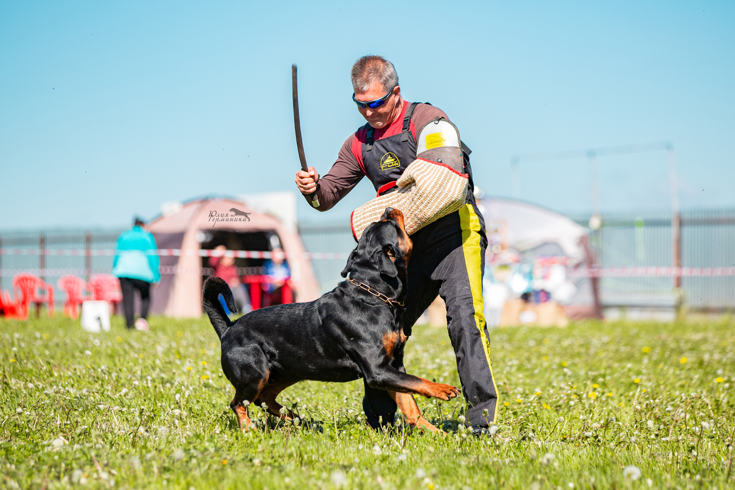 Нижний Новгород моно ротвейлеров 4 июня 2022. Фотограф-анималист Юлия Германика