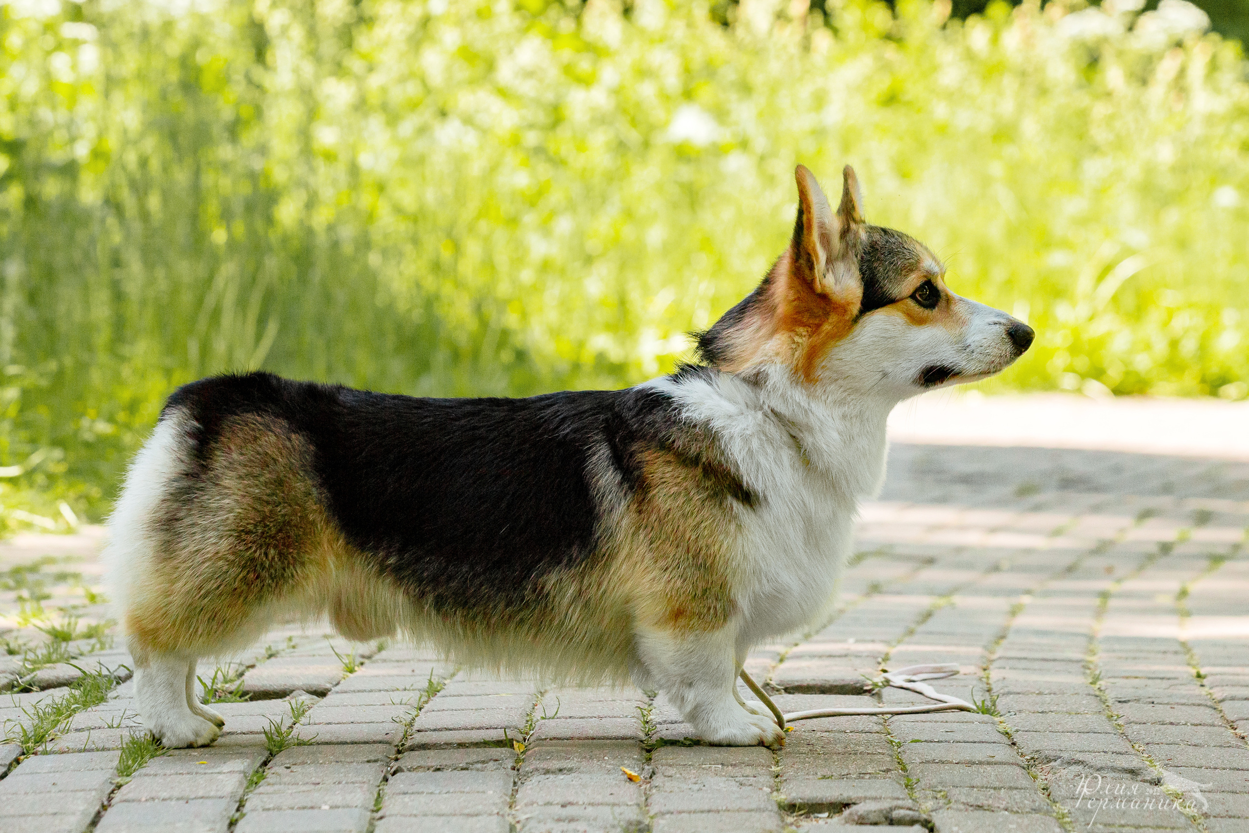 Сергиев Посад 2хСАС 25.06.2022. Фотограф-анималист Юлия Германика