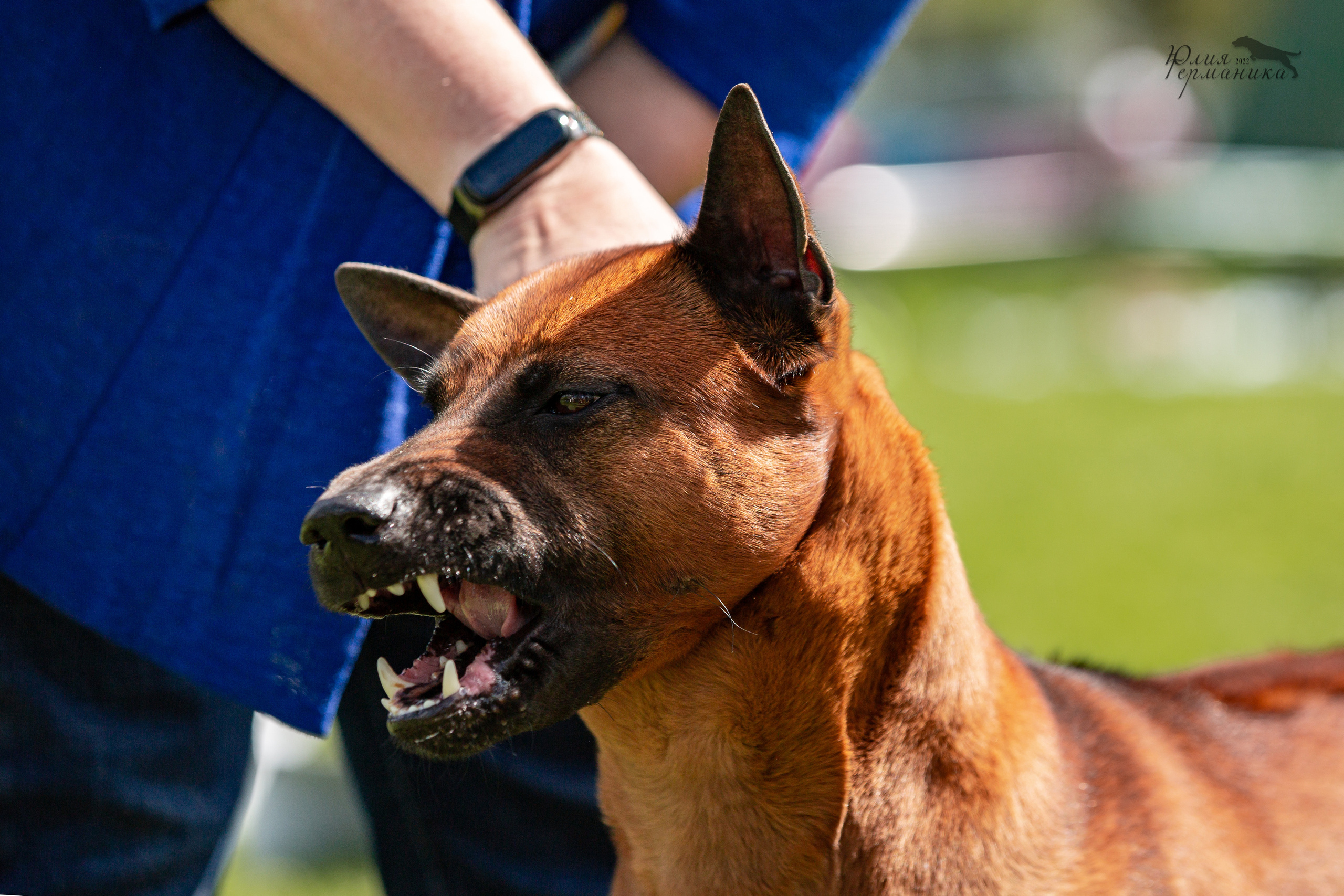 Пушкино 2хЧРКФ 14 мая 2022. Фотограф-анималист Юлия Германика