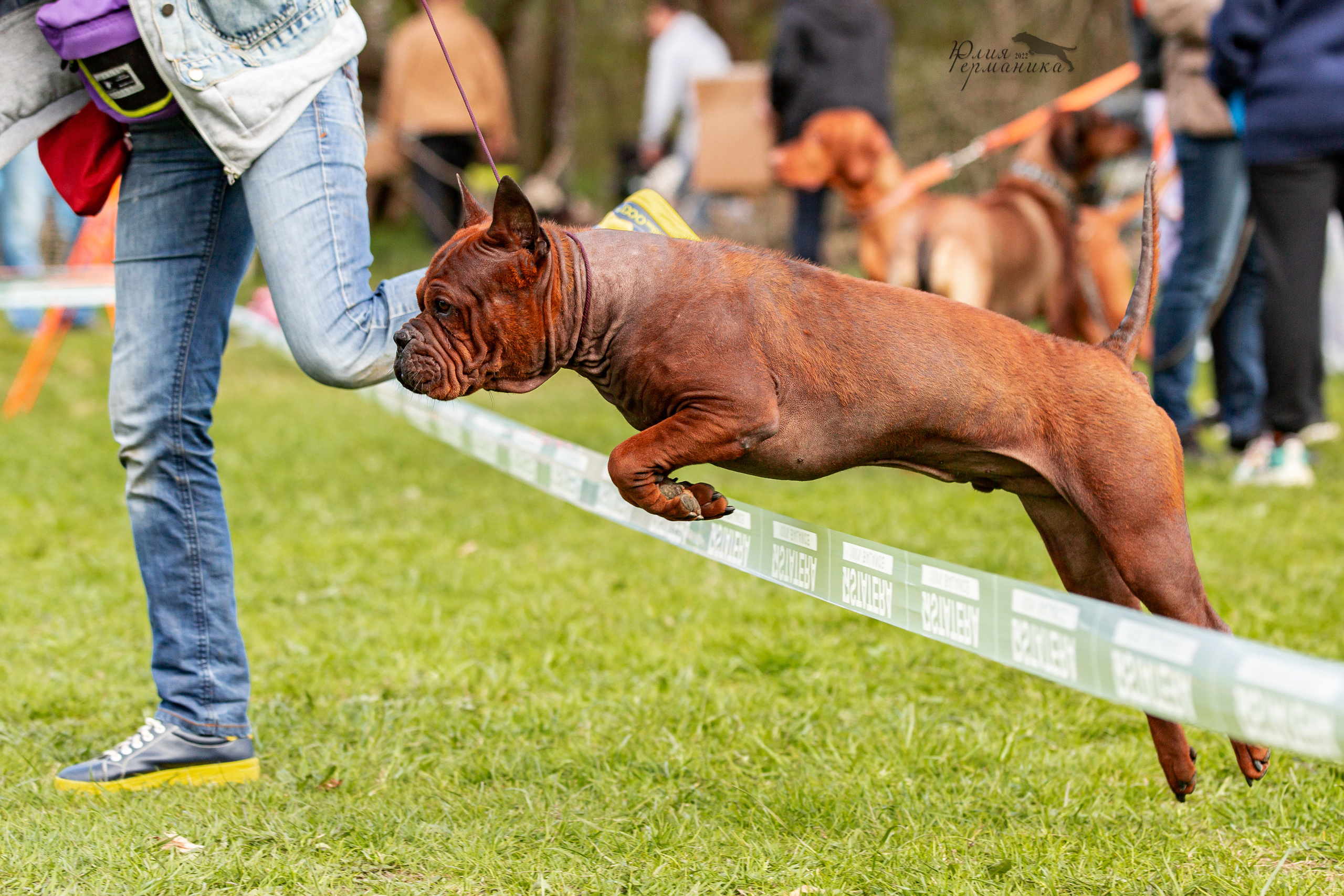 Пушкино 2хЧРКФ 14 мая 2022. Фотограф-анималист Юлия Германика
