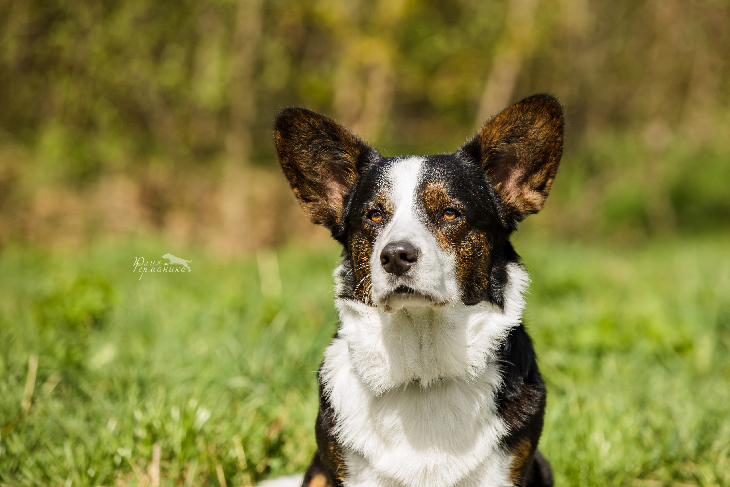 Пушкино 2хЧРКФ 14 мая 2022. Фотограф-анималист Юлия Германика