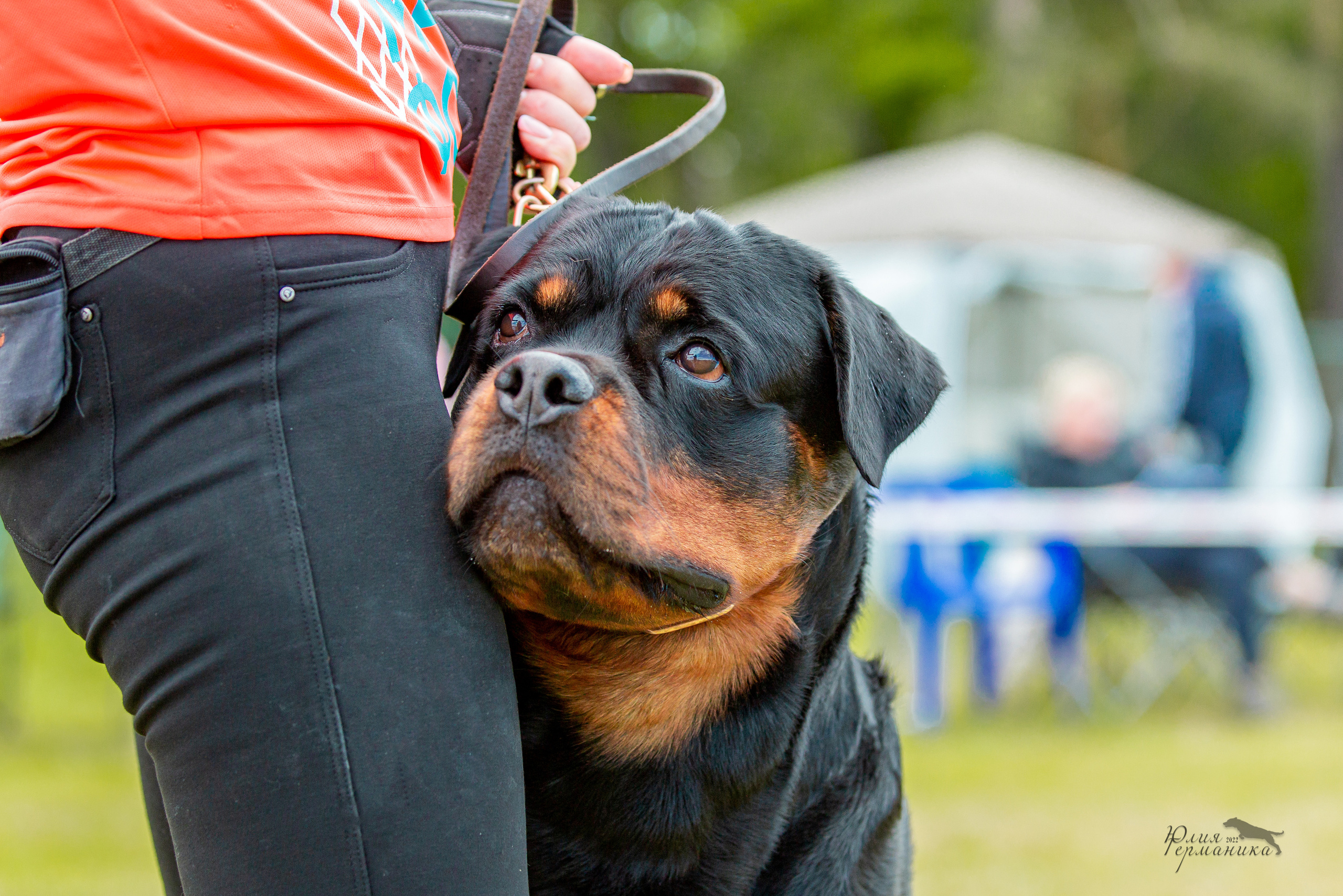 Воронеж моно ротвейлеров 28-29 мая 2022. Фотограф-анималист Юлия Германика