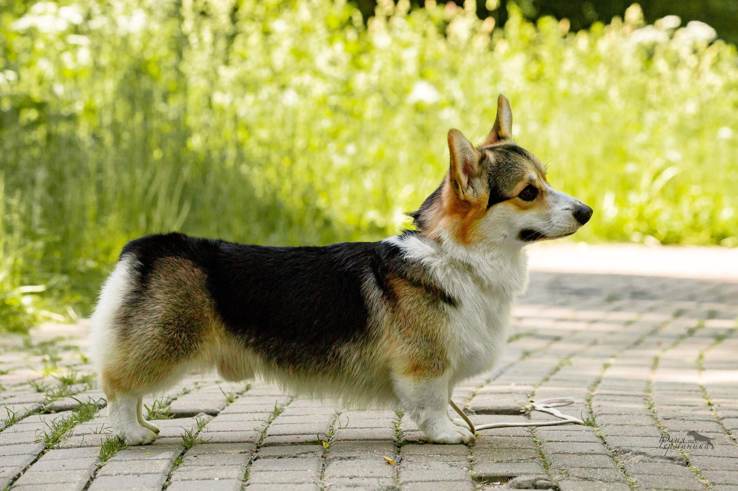 Сергиев Посад 2хСАС 25.06.2022. Фотограф-анималист Юлия Германика