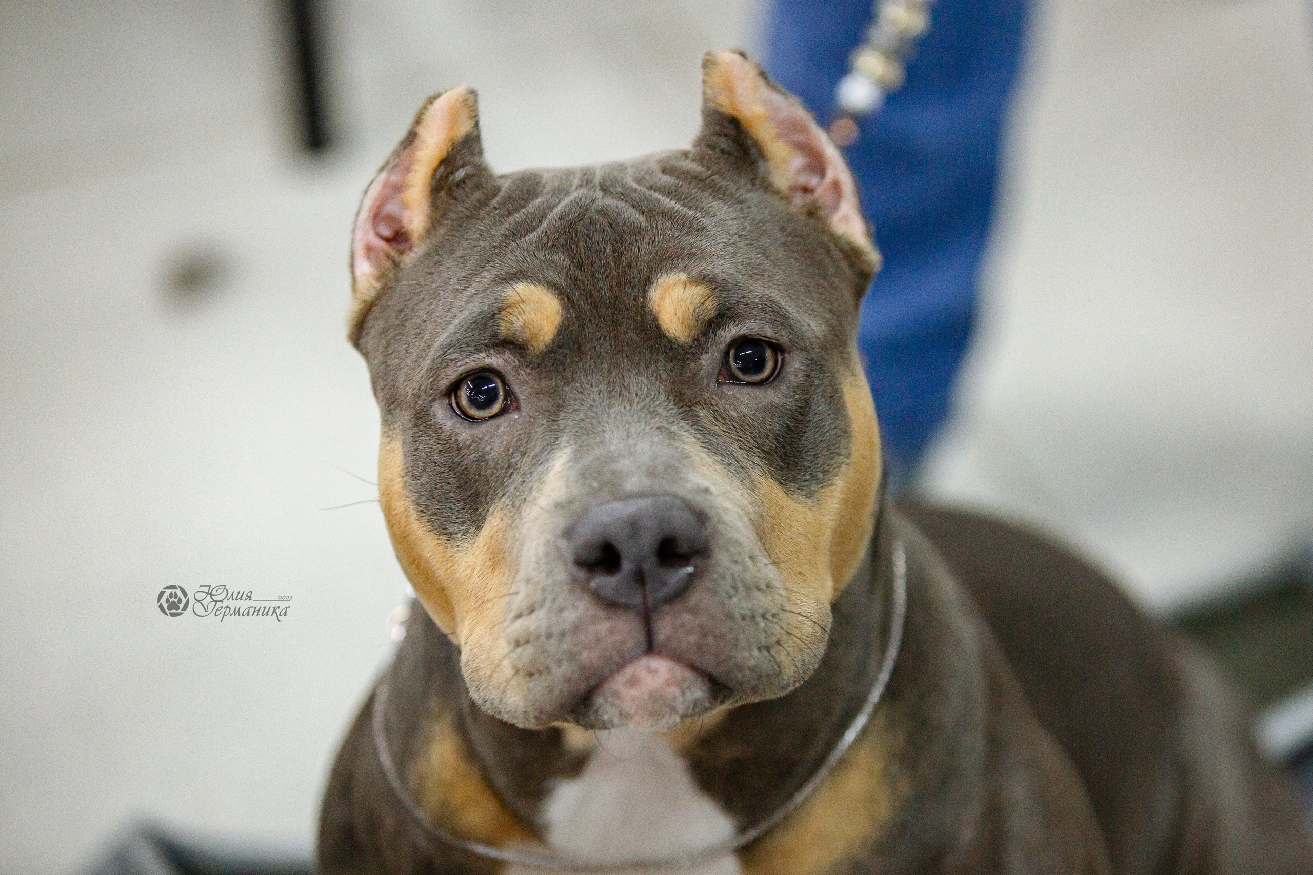 Чайна-Таун 16-17 апреля 2022. Фотограф-анималист Юлия Германика