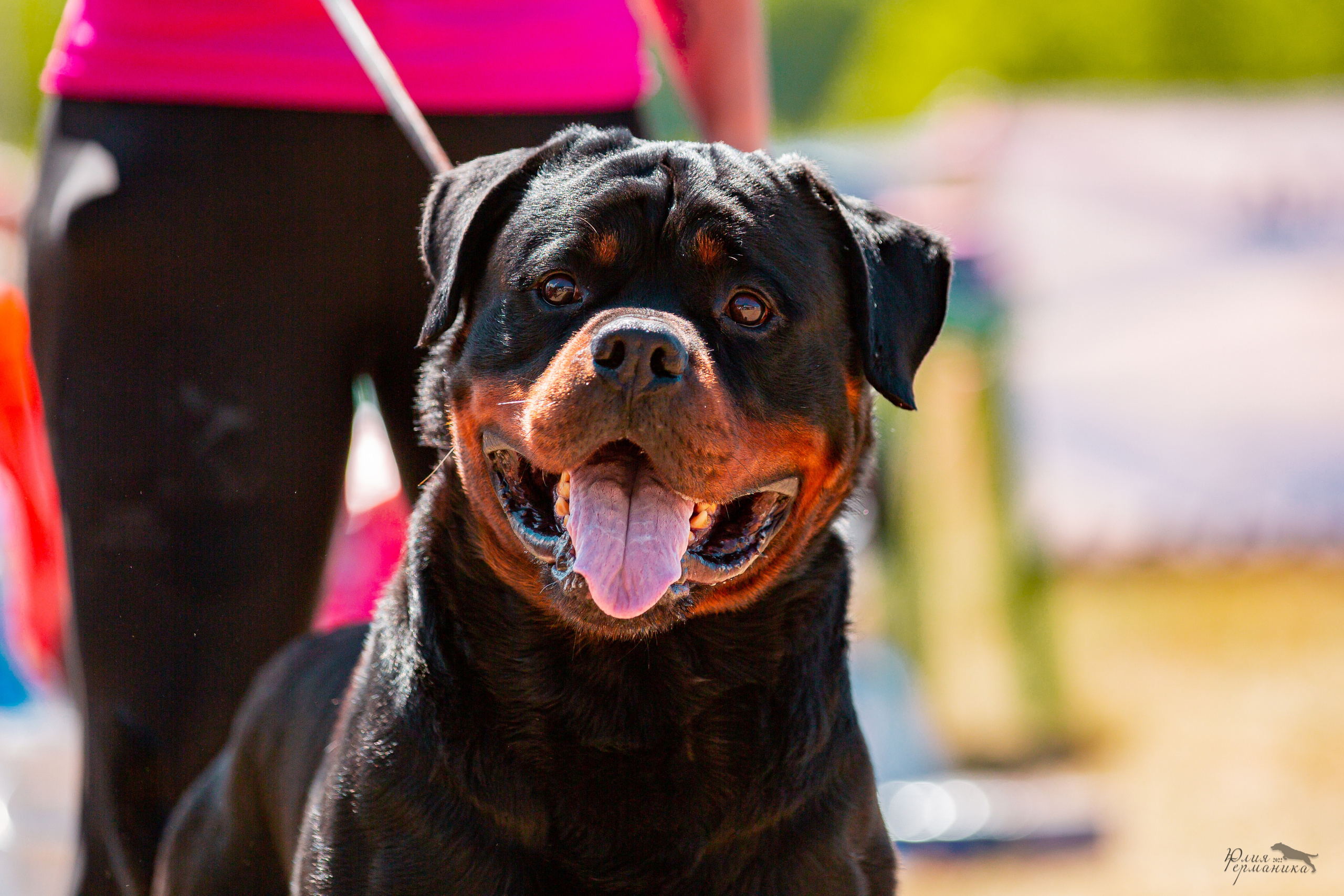 Тверь моно ротвейлеров 2-3.07.2022. Фотограф-анималист Юлия Германика