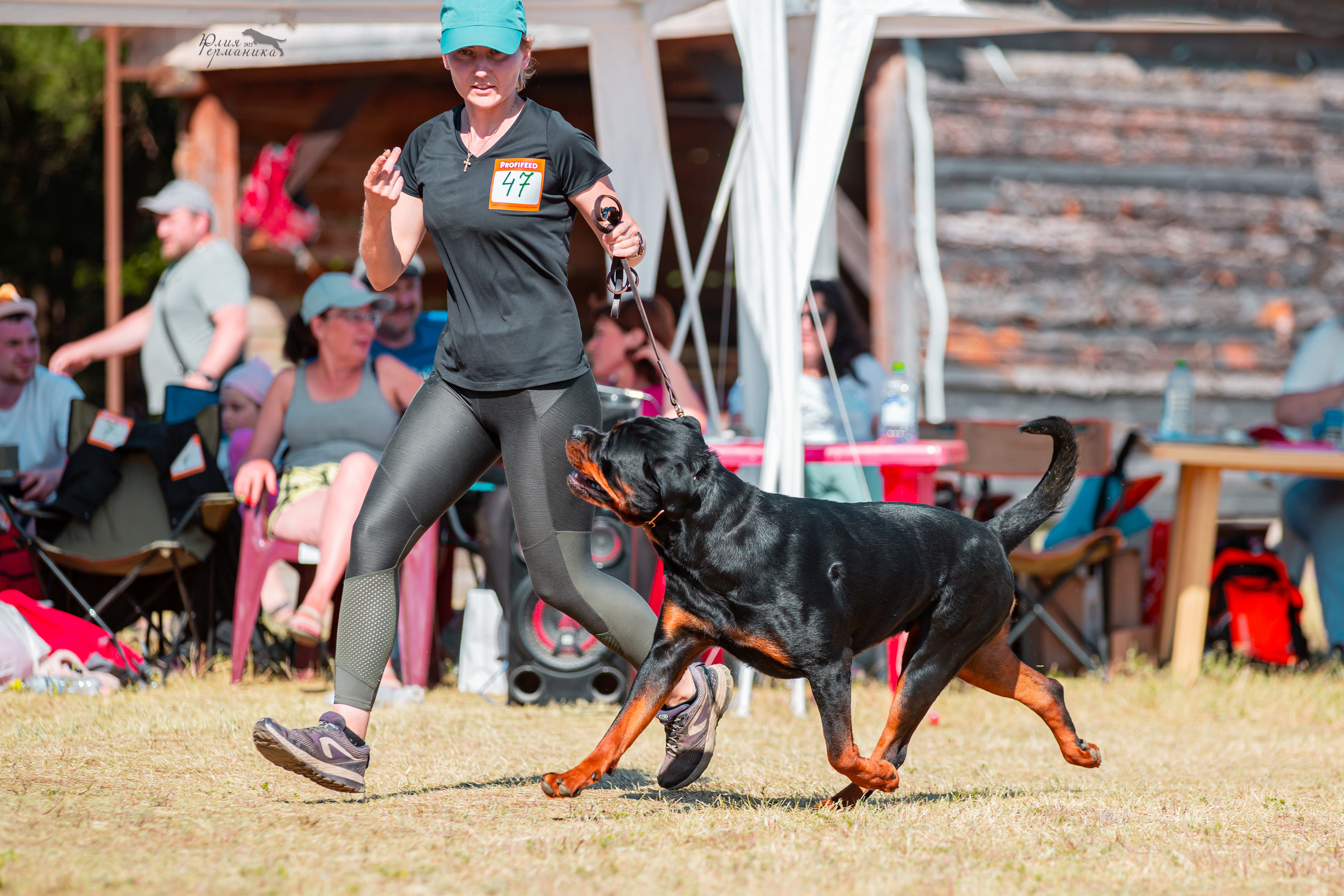 Тверь моно ротвейлеров 2-3.07.2022. Фотограф-анималист Юлия Германика