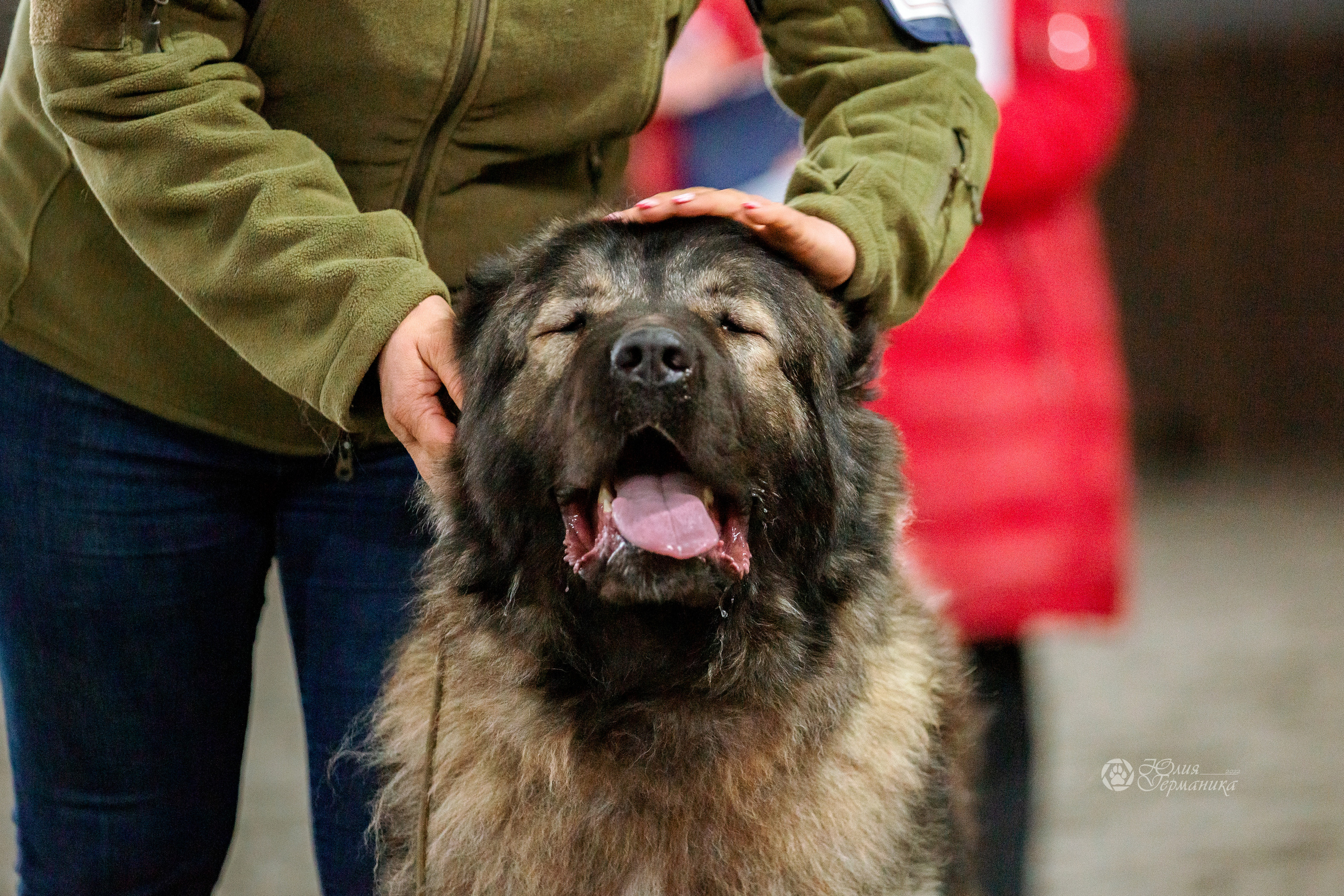 Националка САО+КЧК 24 апреля 2022. Фотограф-анималист Юлия Германика