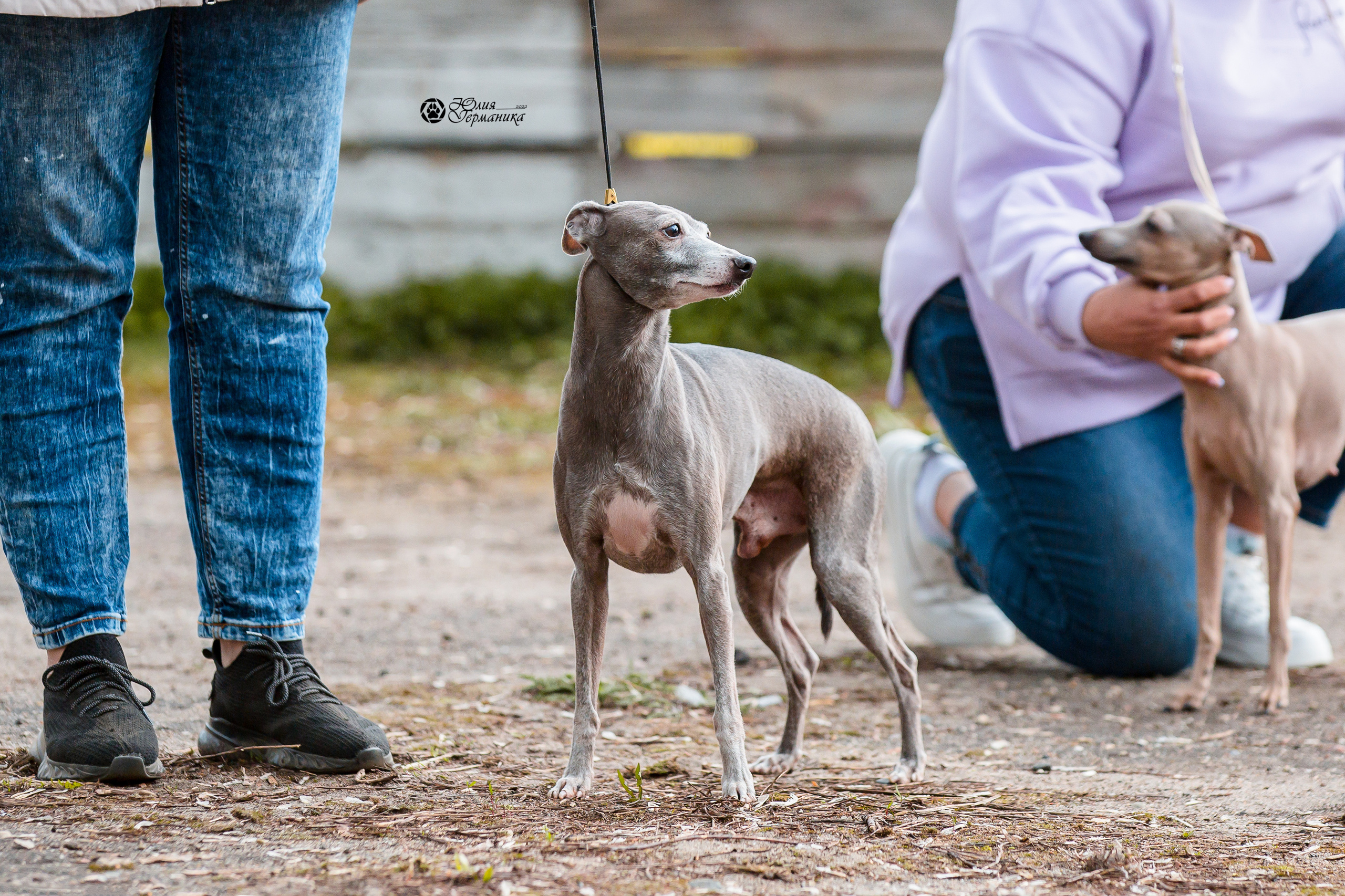 Александров 2хСАС 8 мая 2022. Фотограф-анималист Юлия Германика