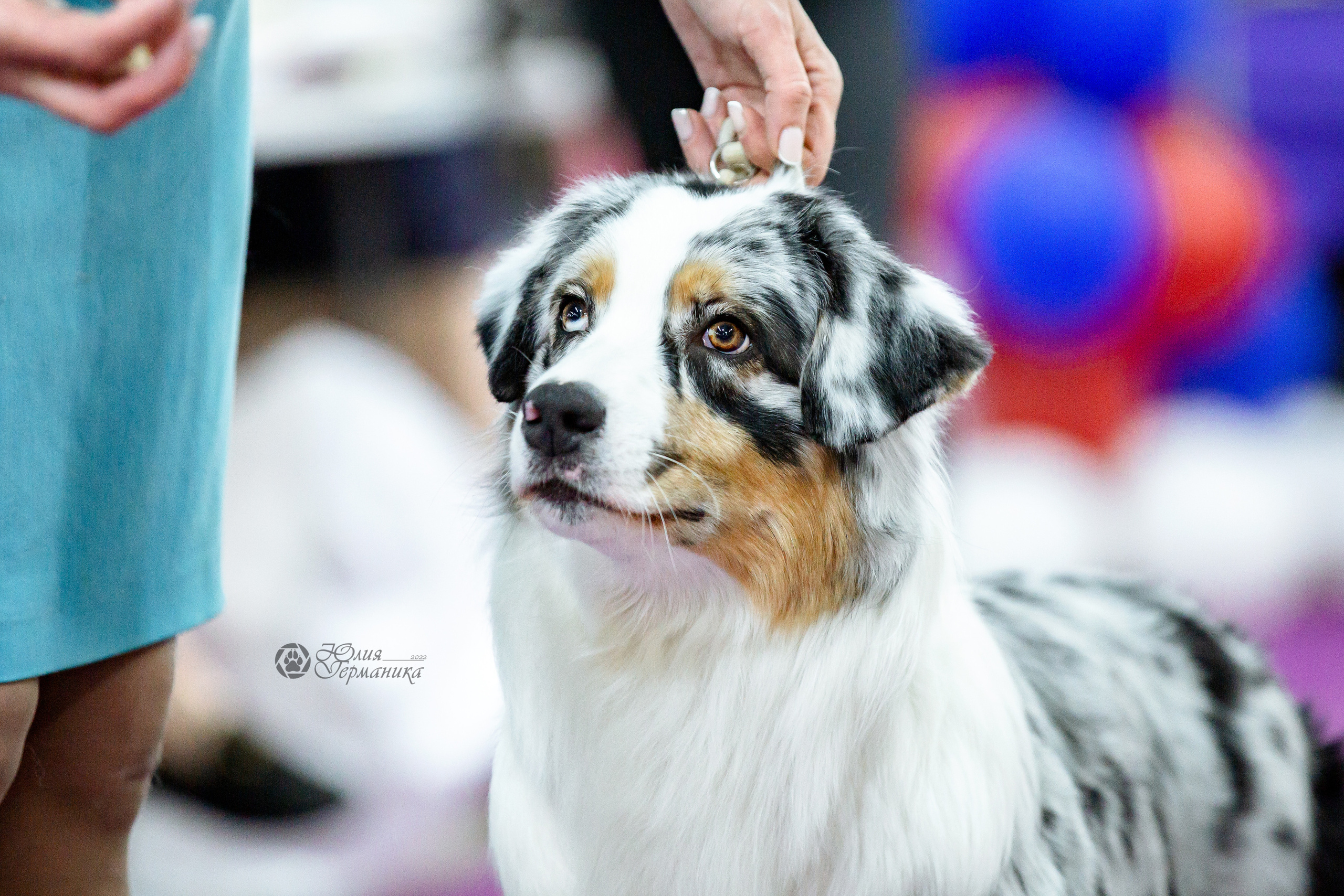 Чайна-Таун 16-17 апреля 2022. Фотограф-анималист Юлия Германика