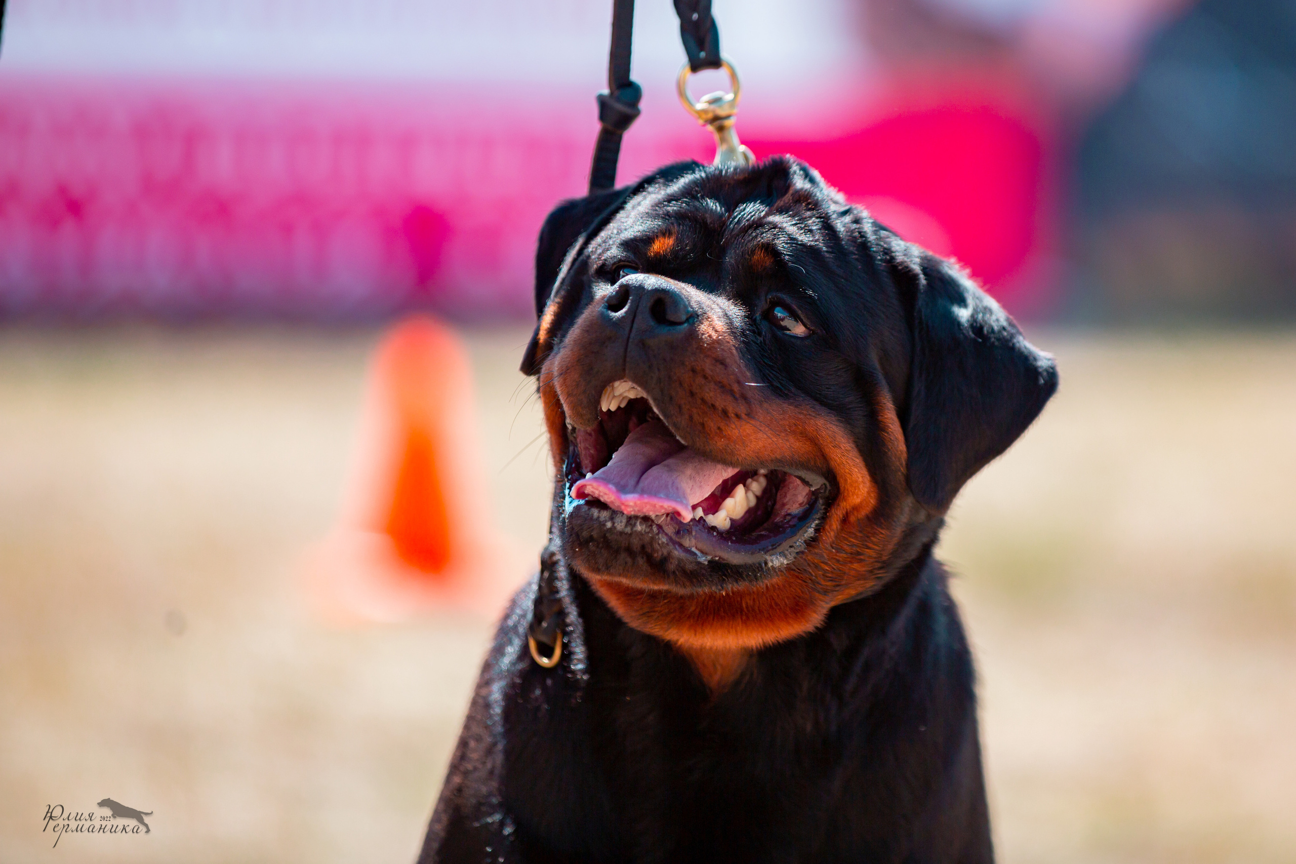 Тверь моно ротвейлеров 2-3.07.2022. Фотограф-анималист Юлия Германика