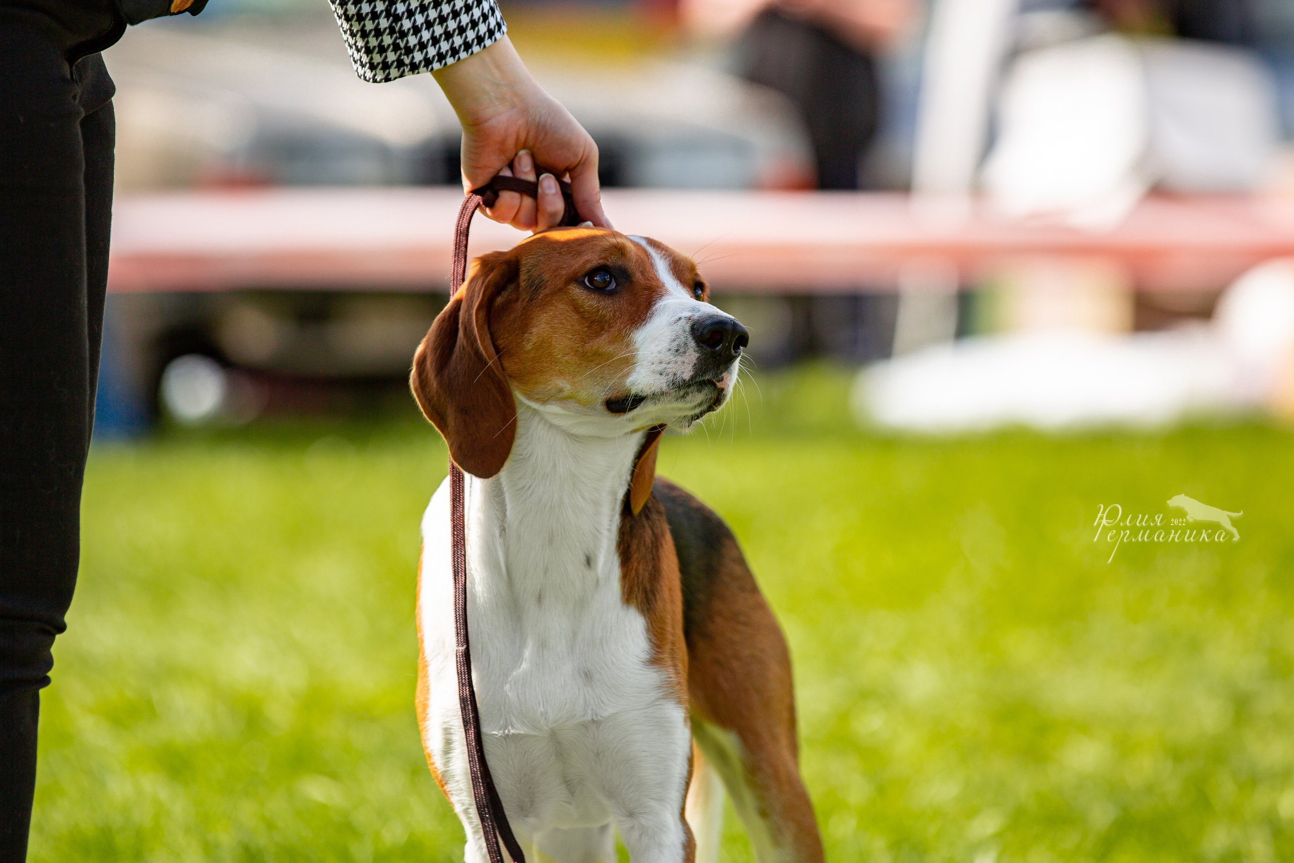 Пушкино 2хЧРКФ 14 мая 2022. Фотограф-анималист Юлия Германика