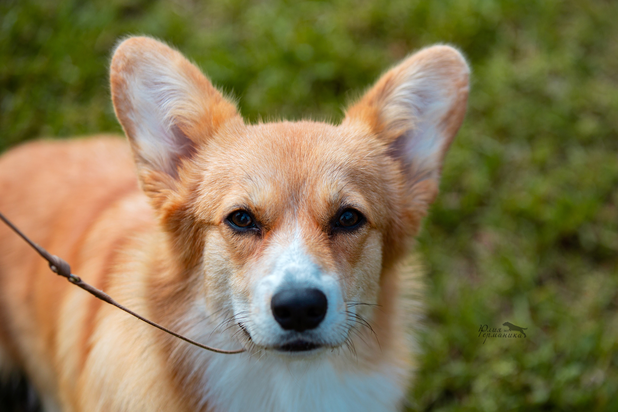 Смоленск 12.06,   Ховрино 13.06,    Питер 18.06 2022. Фотограф-анималист Юлия Германика