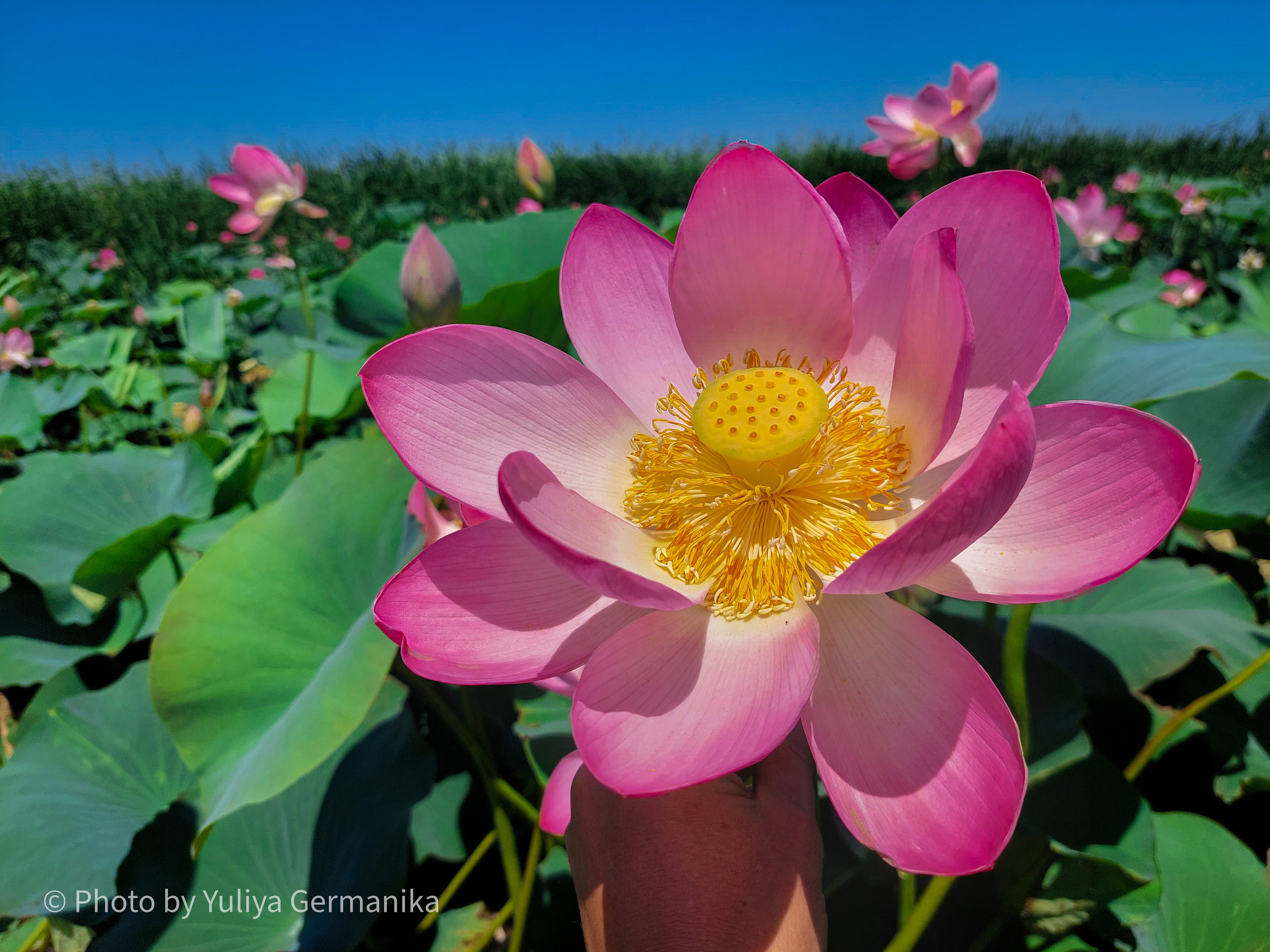 Разные фото на телефон.Города,природа. Фотограф-анималист Юлия Германика