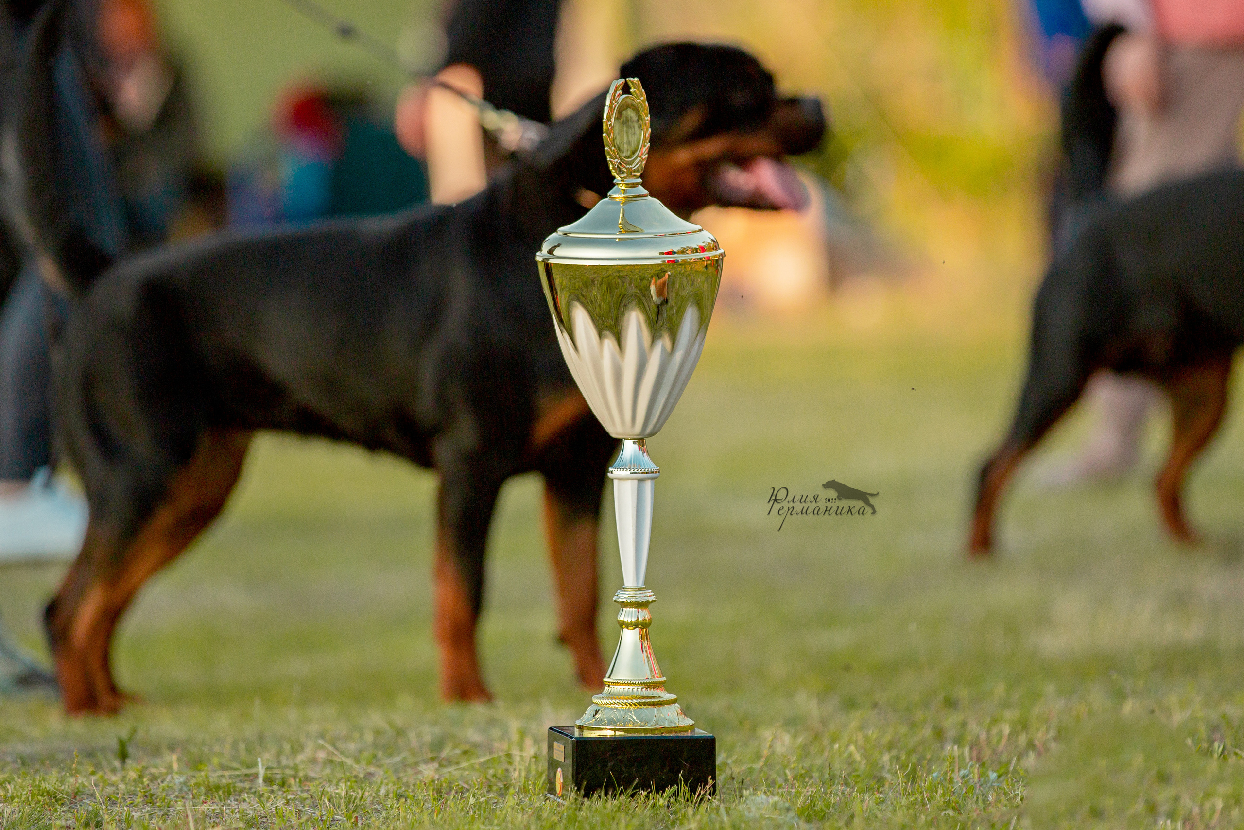 Воронеж моно ротвейлеров 28-29 мая 2022. Фотограф-анималист Юлия Германика