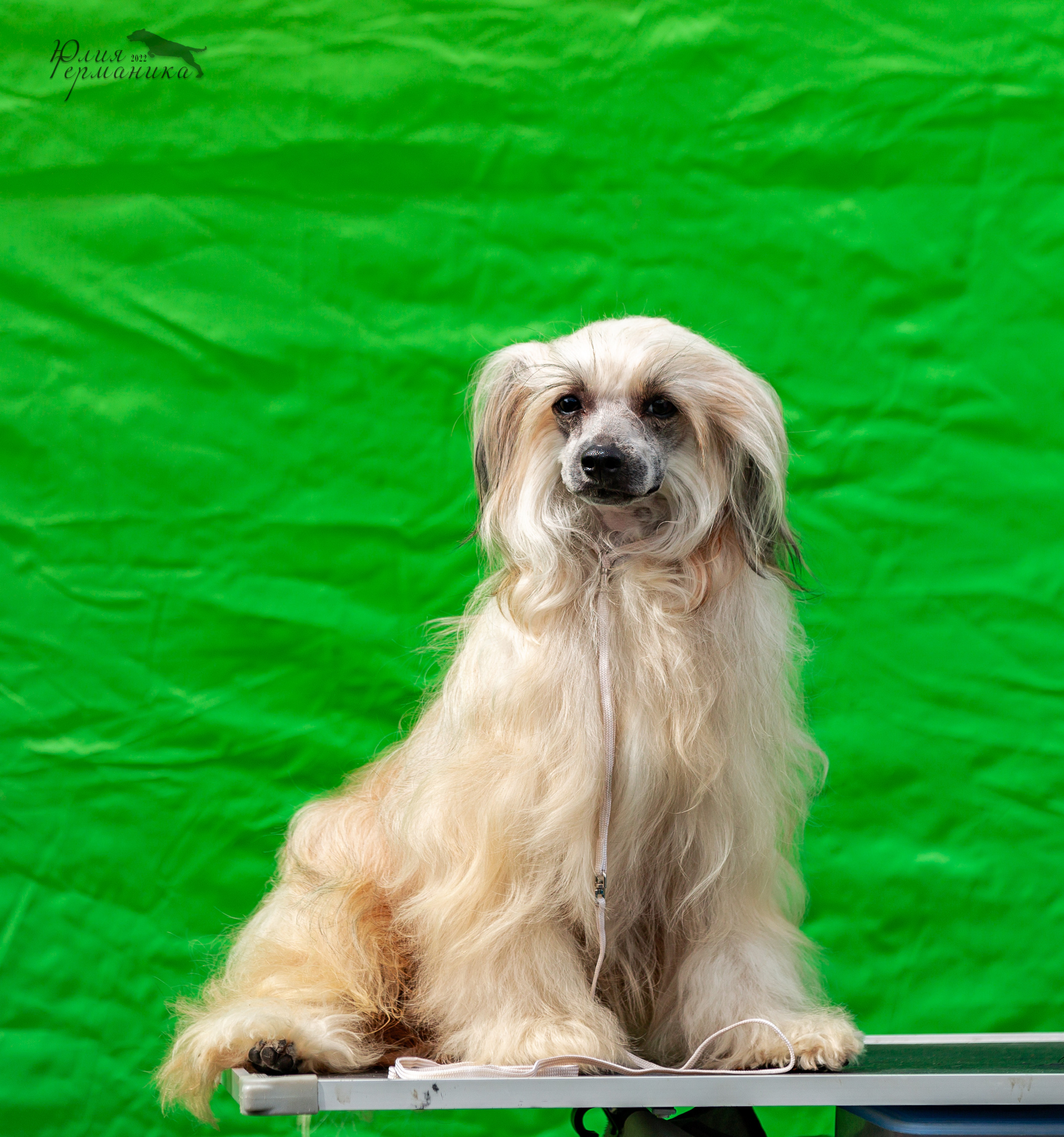 Пушкино 2хЧРКФ 14 мая 2022. Фотограф-анималист Юлия Германика